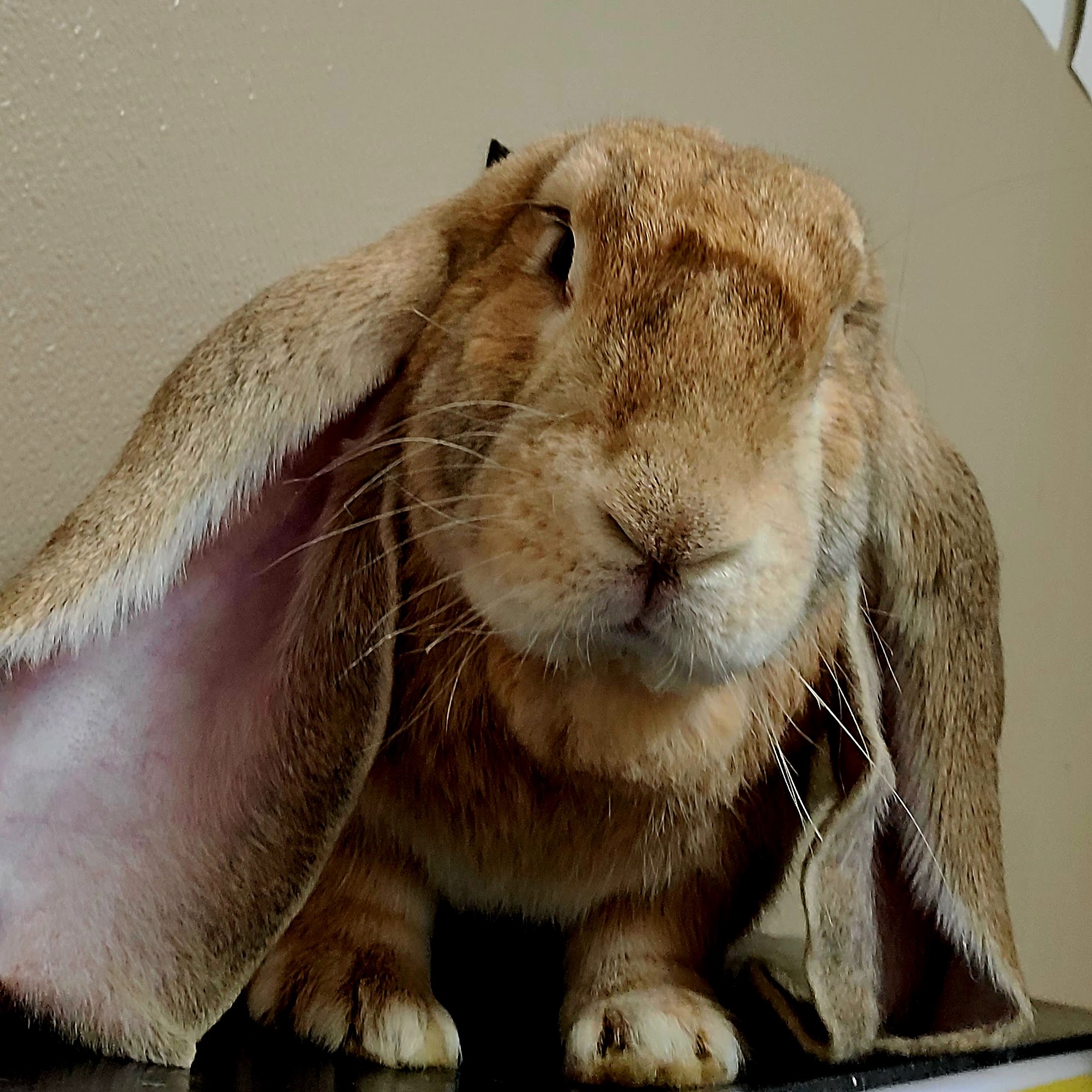 Boonesboro Animal Clinic Winchester