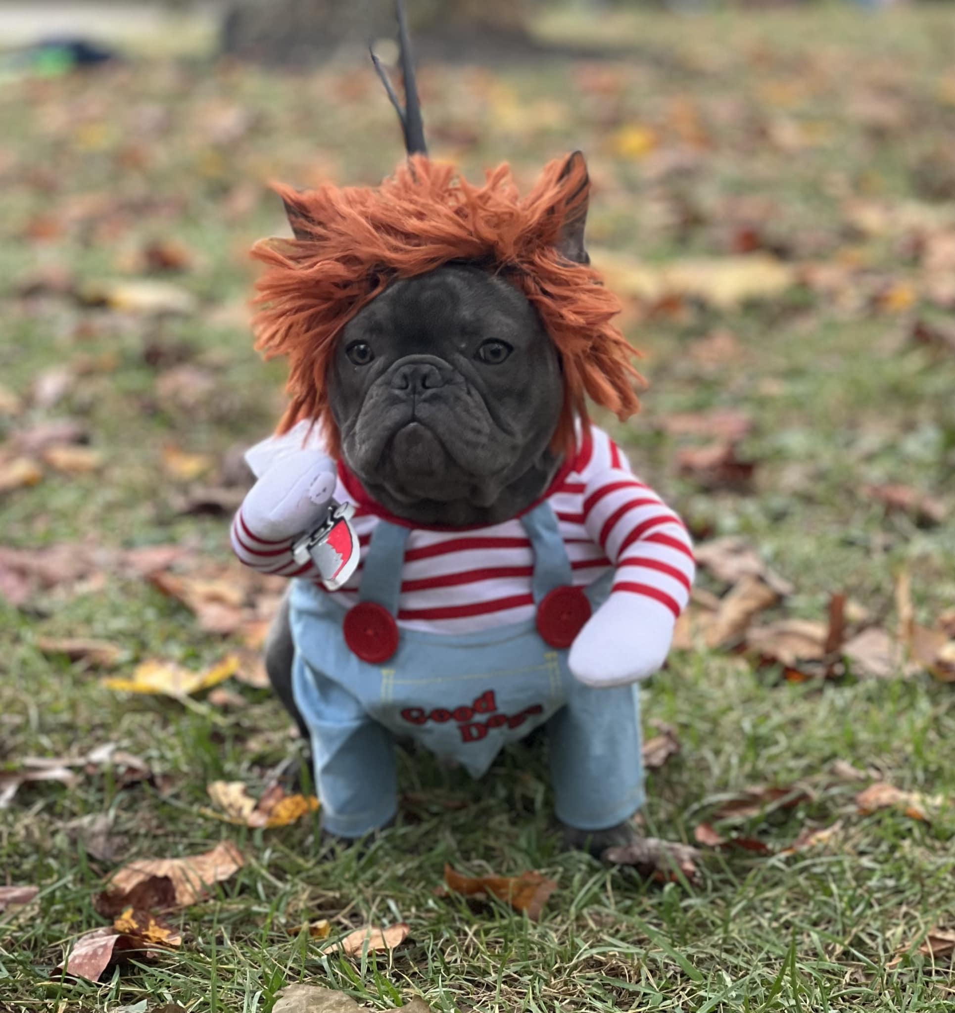 Almost Home Pet Boarding Winchester