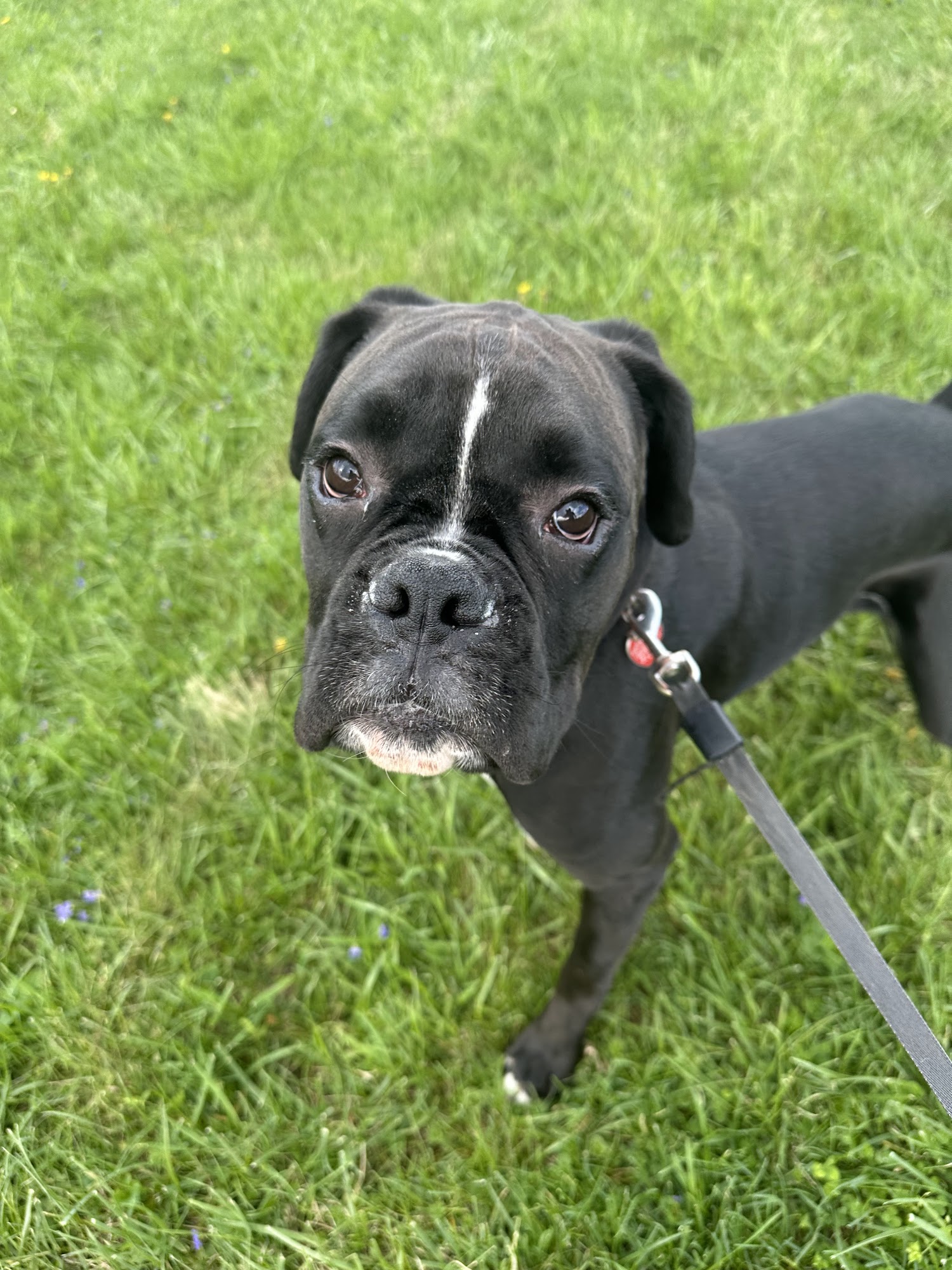 Teddy and Friends Dog Boarding LLC Winchester