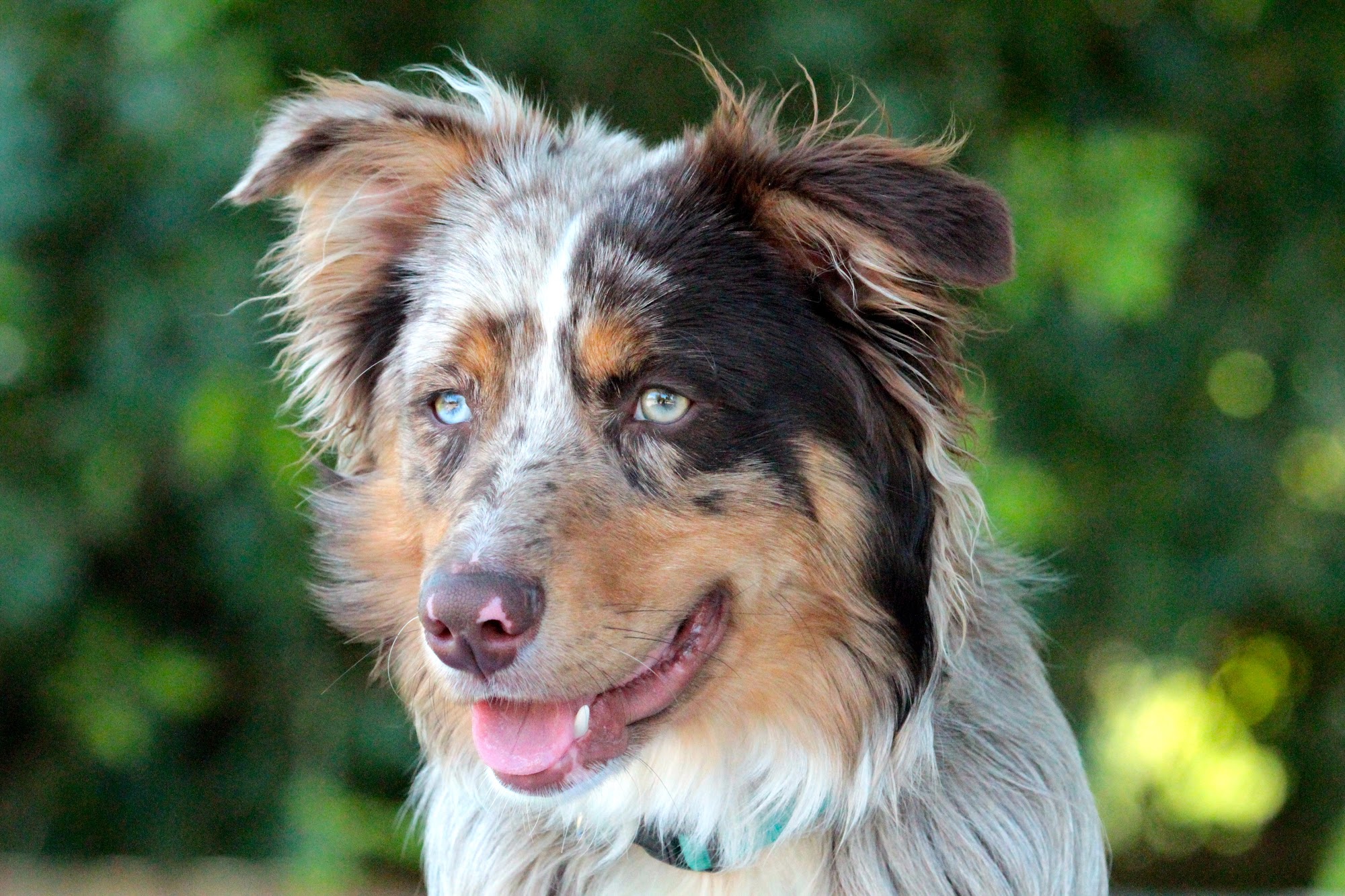 Stonnie Dennis Dog Training & Boarding Winchester