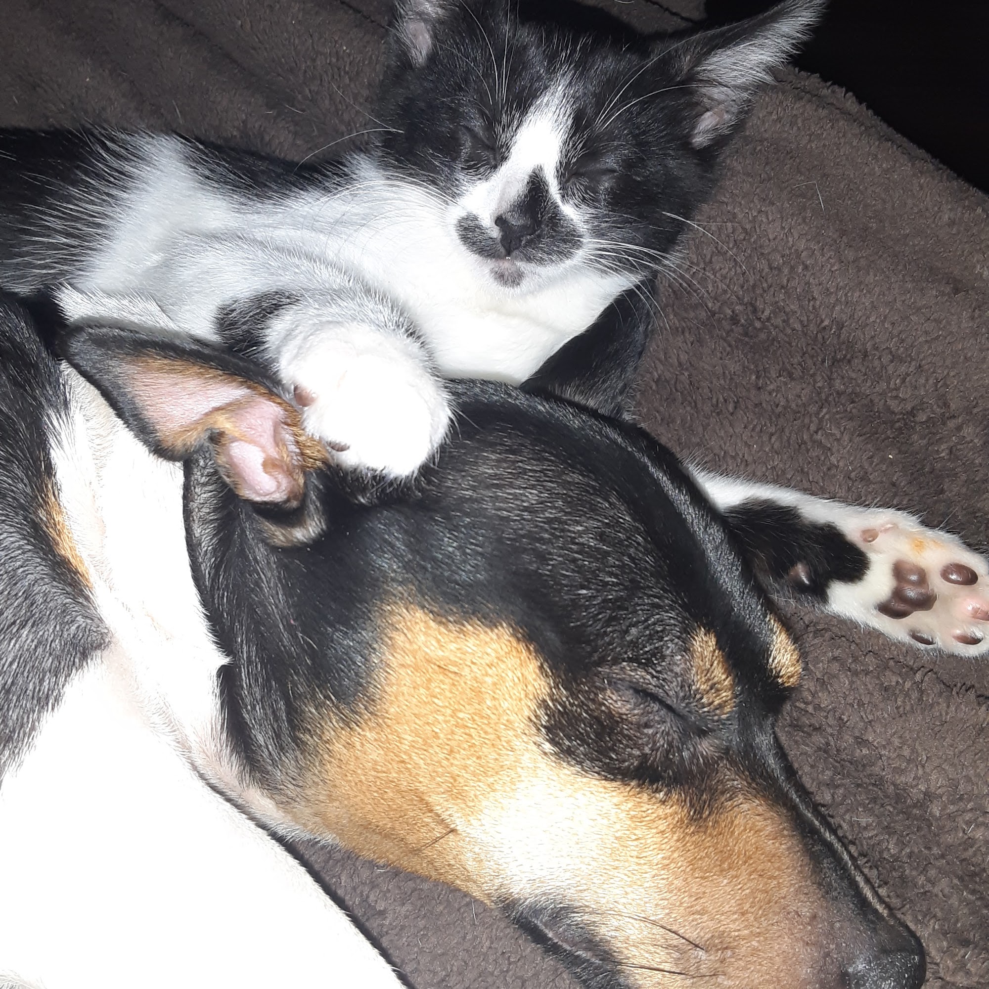 Thibodeaux Animal Hospital Abbeville