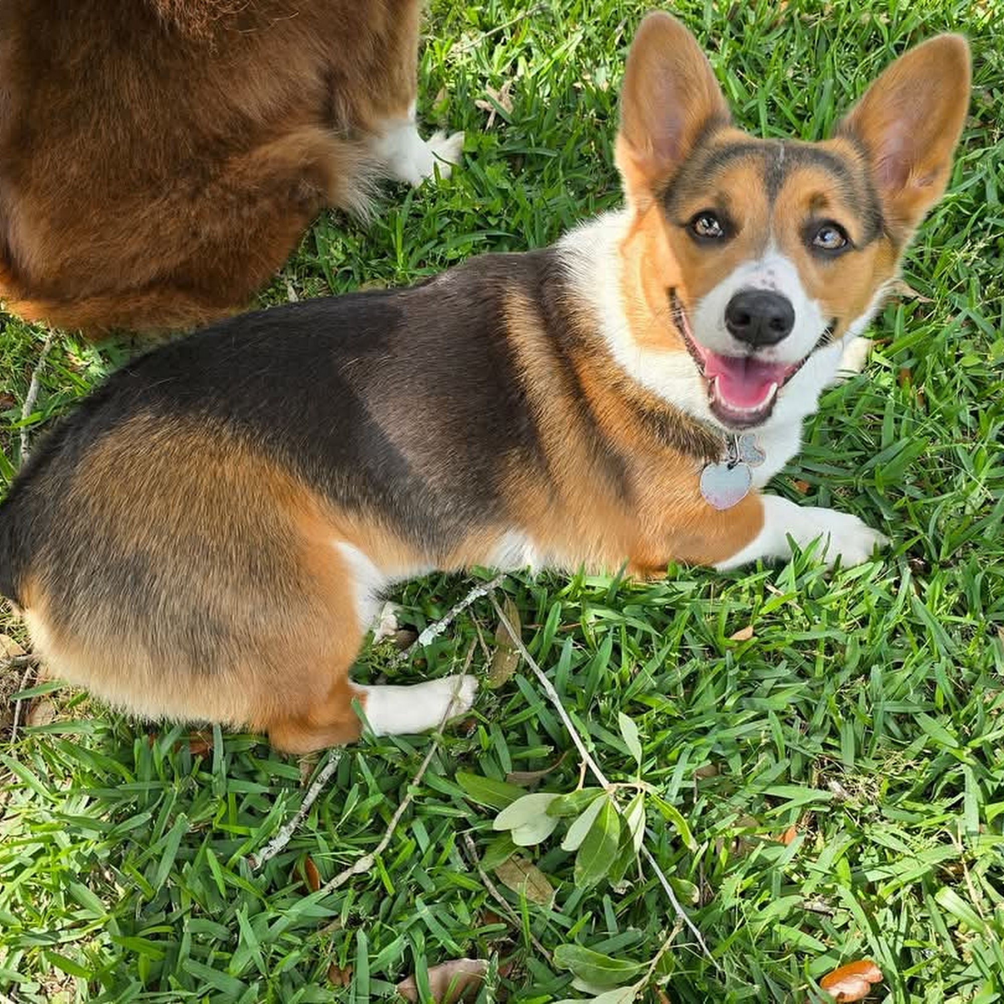 Animal Medical Center Alexandria