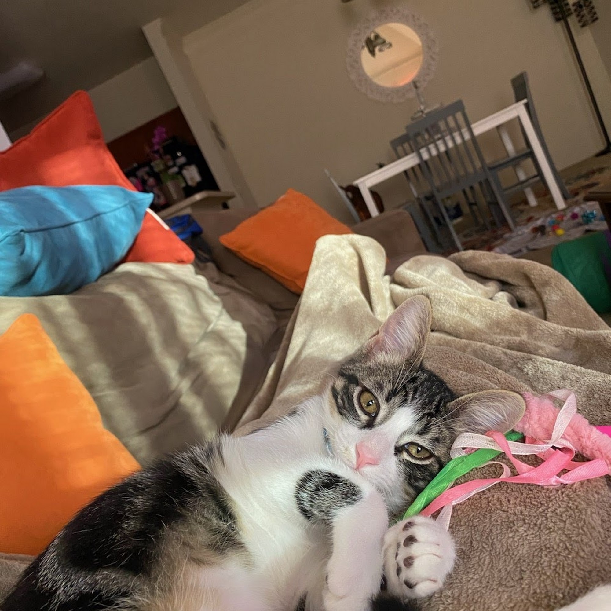 Fitzgerald Animal Hospital Alexandria