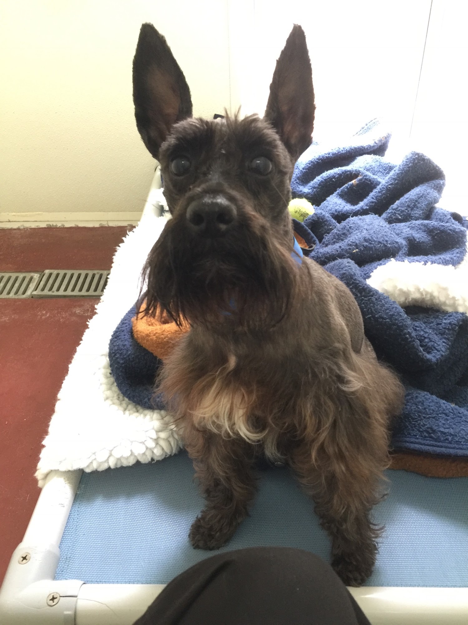 Alexandria Pet Inn Resort-Spa Alexandria