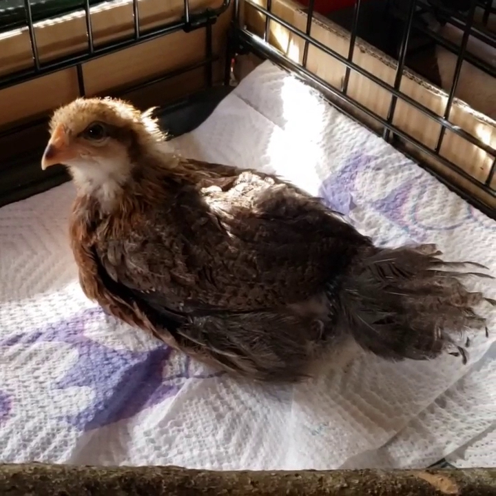 Kuttin it Up Dog Grooming Salon LLC Alexandria