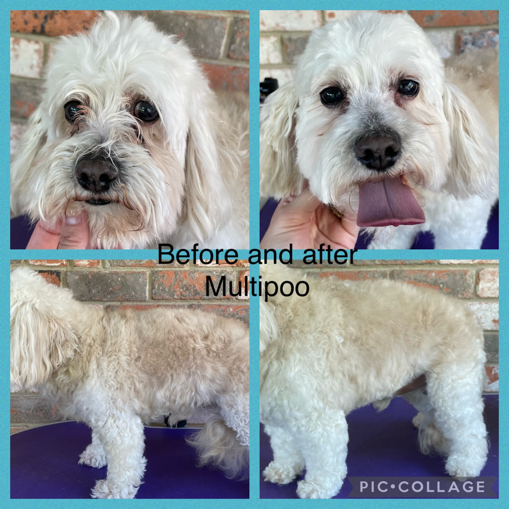 Glitz and Glam Pet Grooming Alexandria