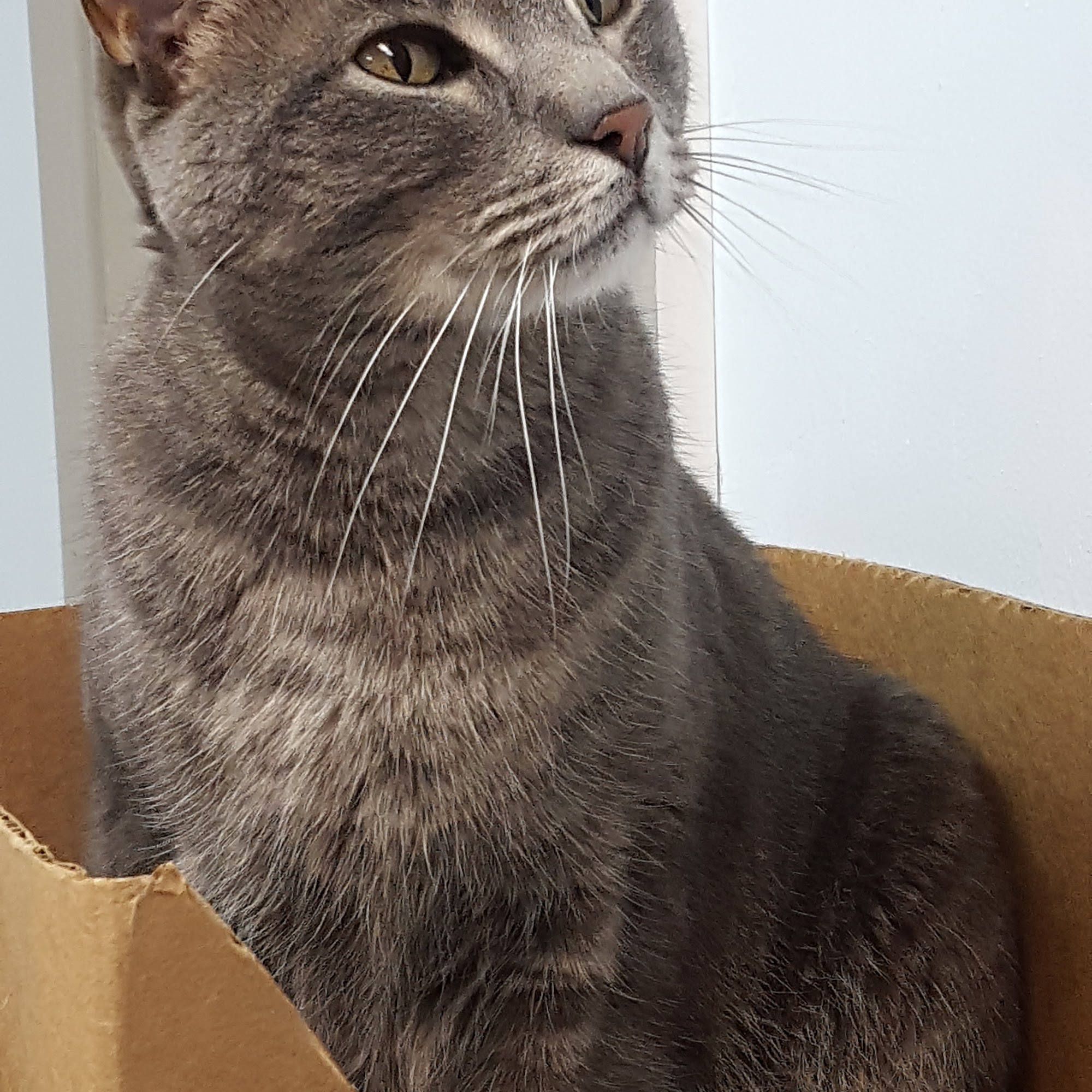 Amite Animal Clinic Amite City