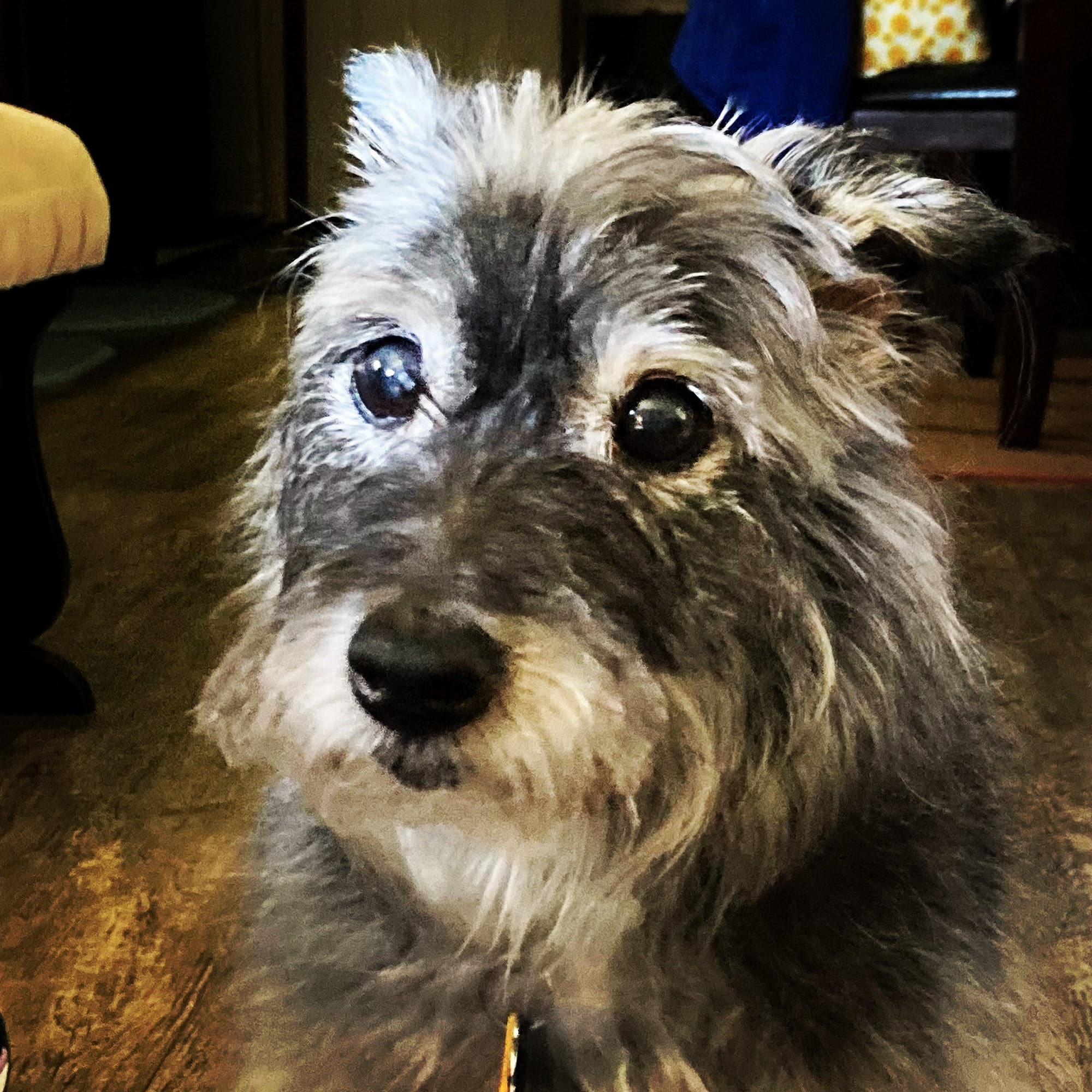 Baker Animal Hospital Baker