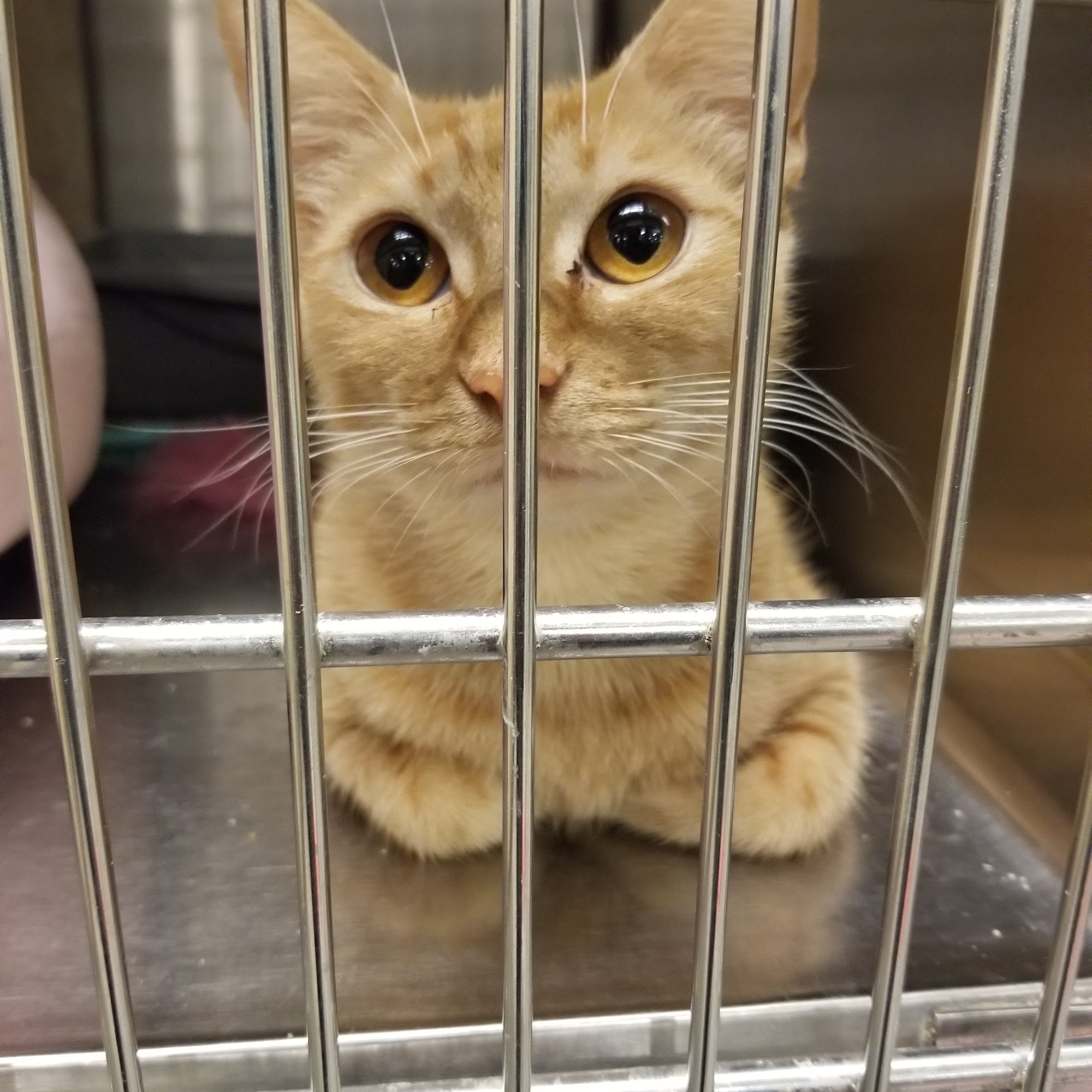 PetSmart Baton Rouge