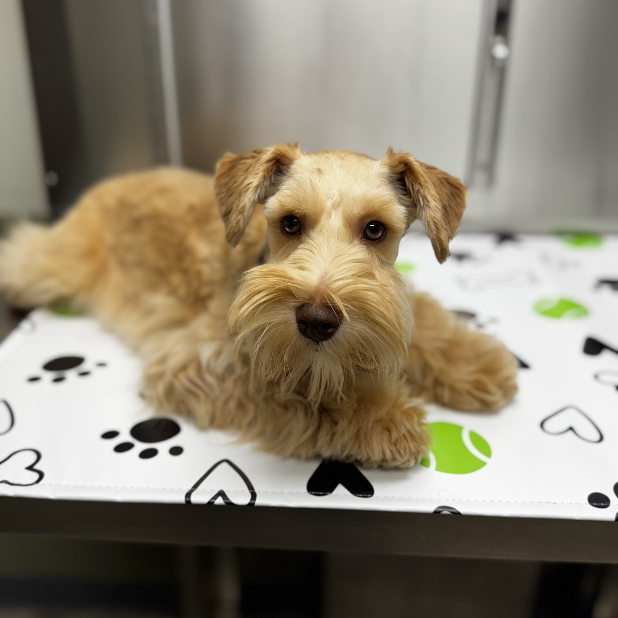 Garden District Animal Hospital Baton Rouge