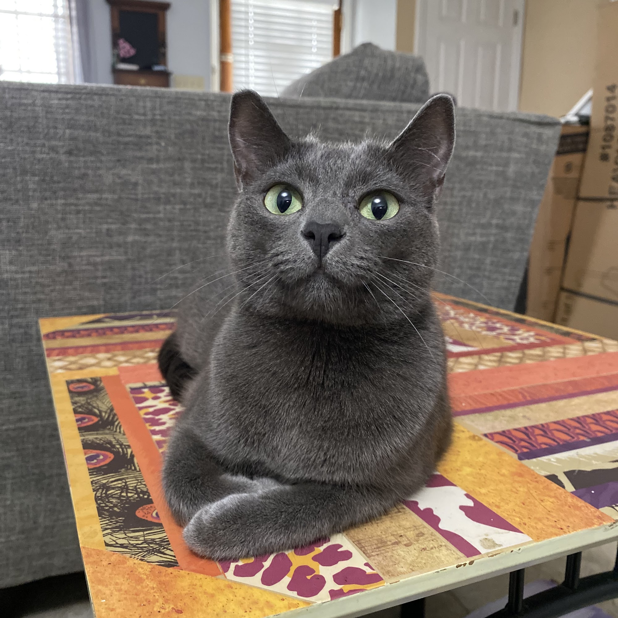 Animal Ark Pet Clinic-Drusilla Baton Rouge