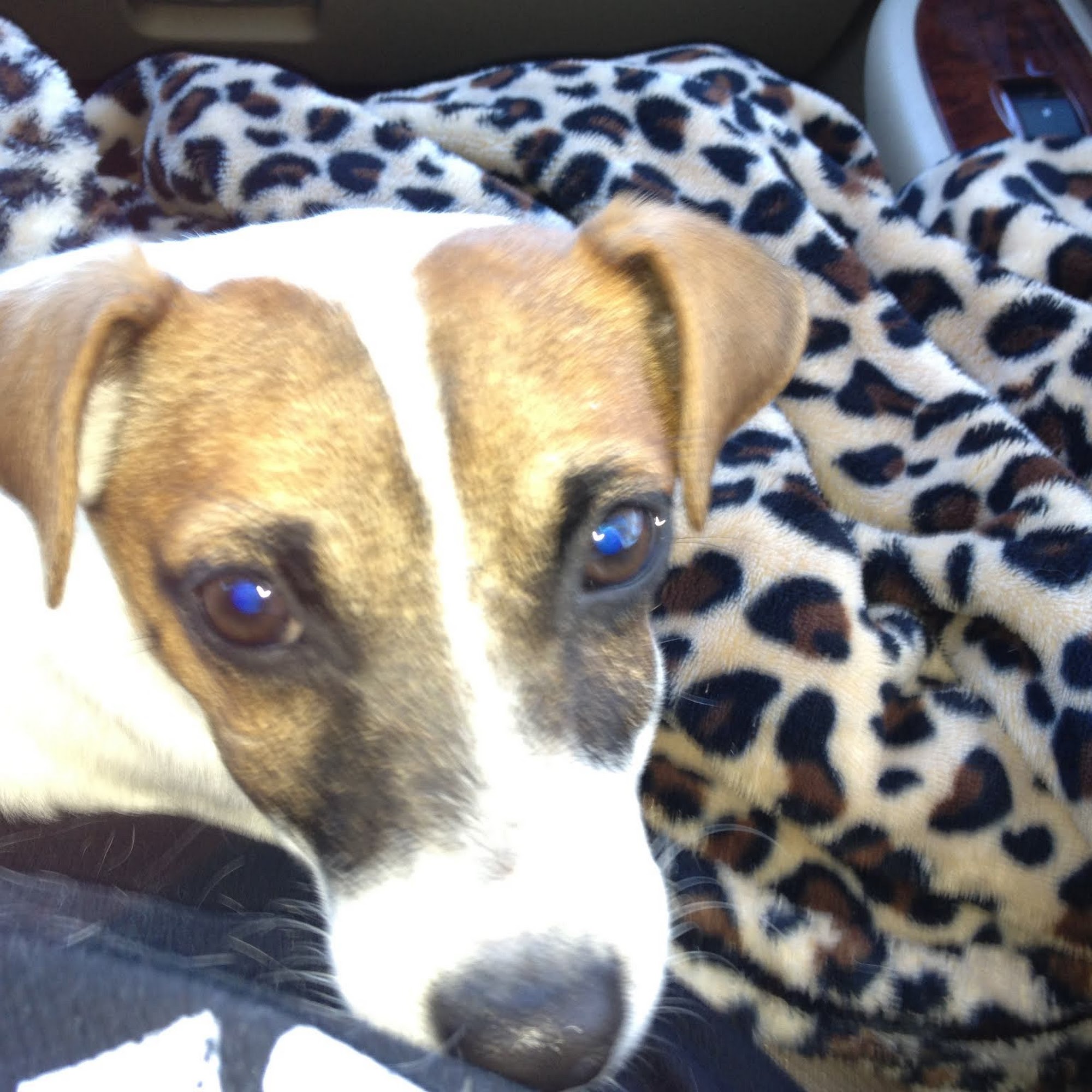 Kleinpeter Veterinary Hospital Baton Rouge