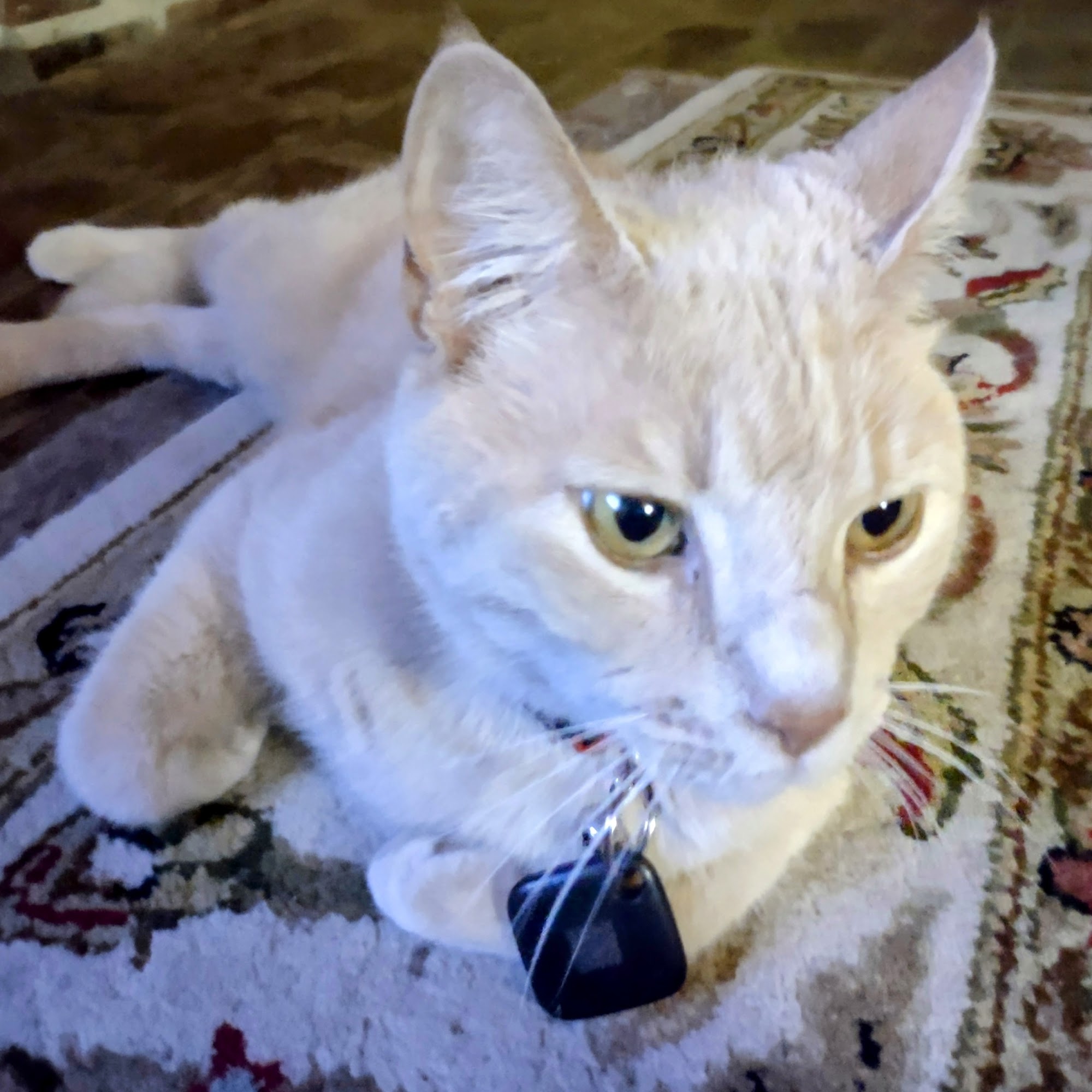 Armstrong Veterinary Hospital Baton Rouge