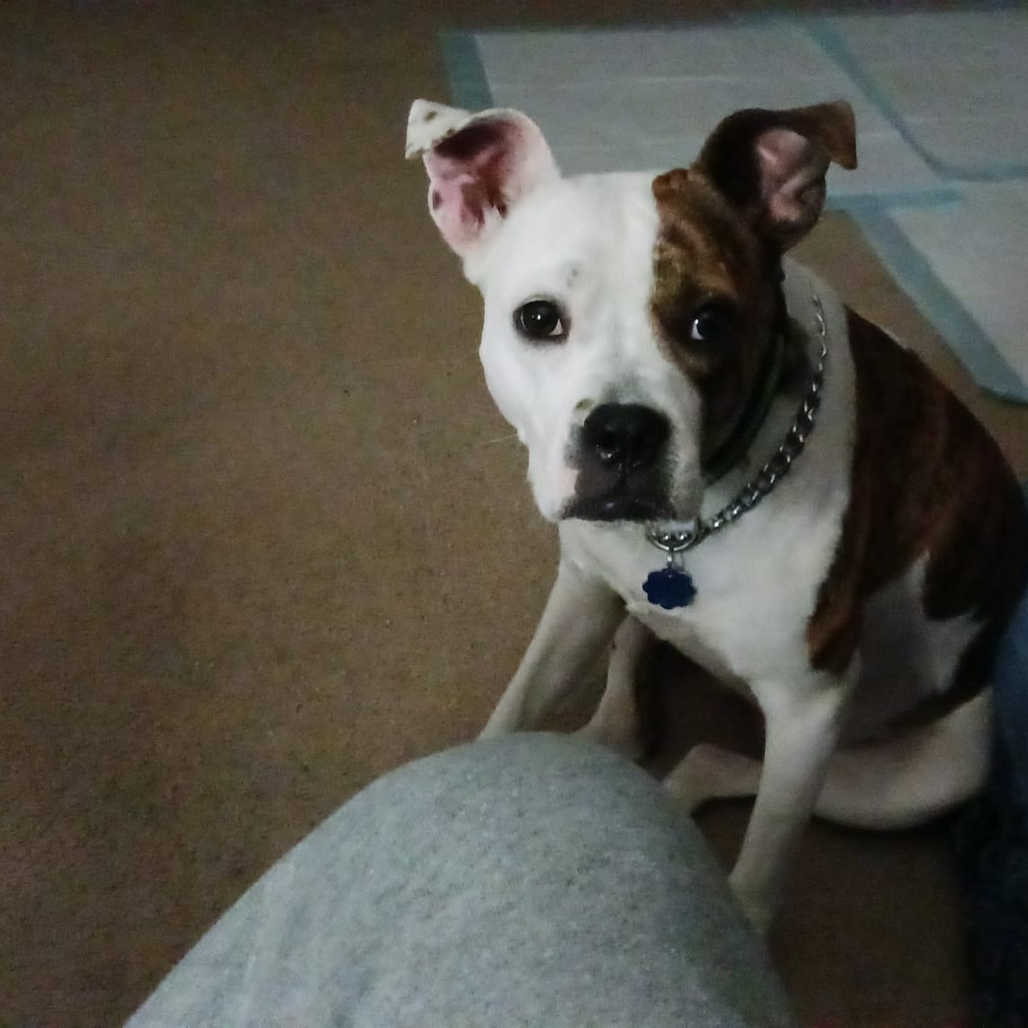 White Oak Animal Hospital Baton Rouge