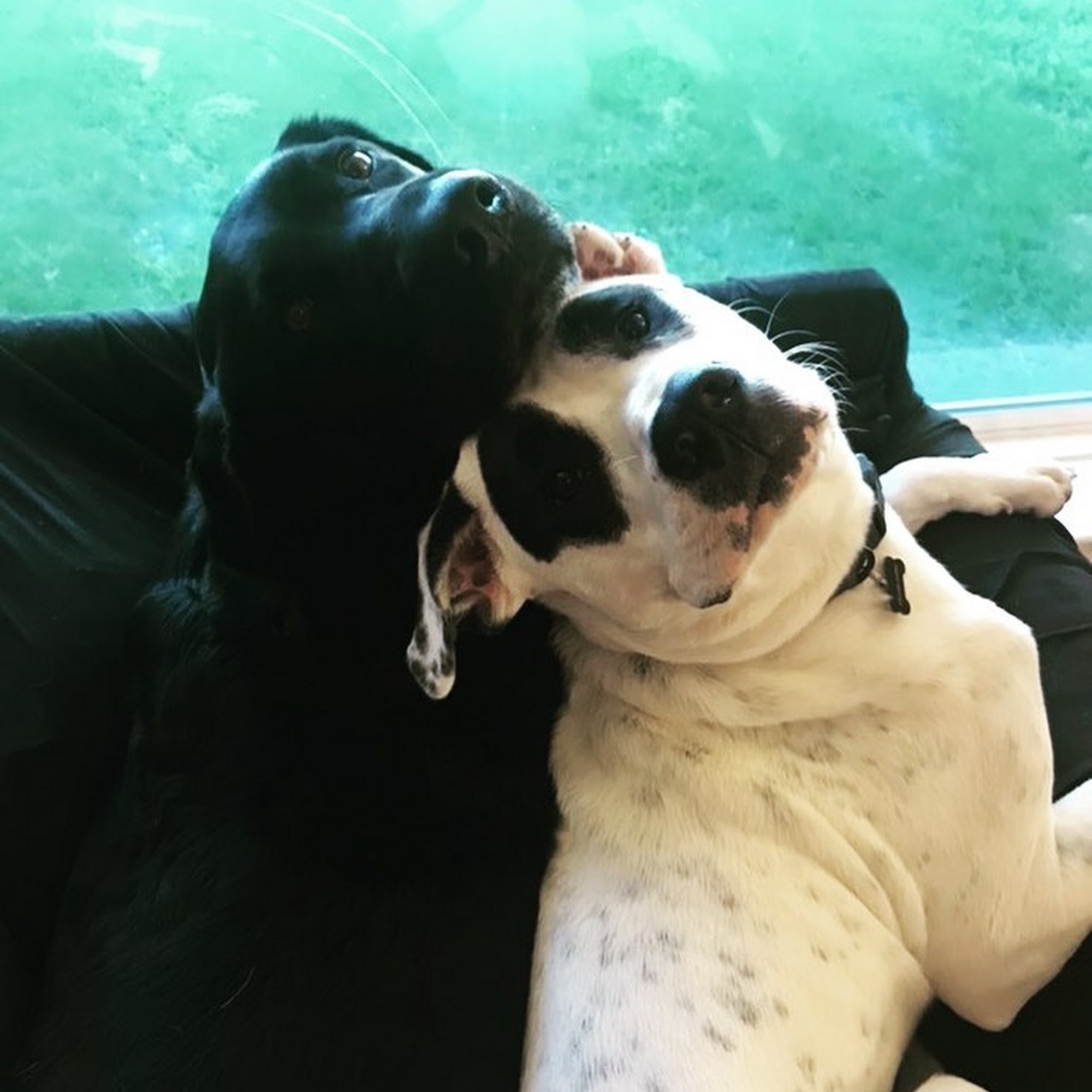 Jones Creek Animal Hospital Baton Rouge