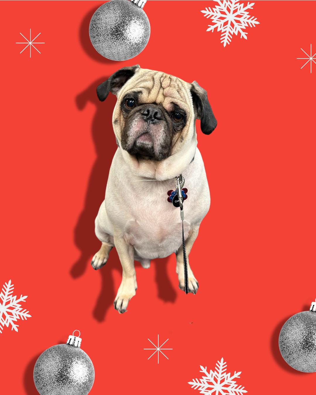 Pet Works Dog Grooming Baton Rouge