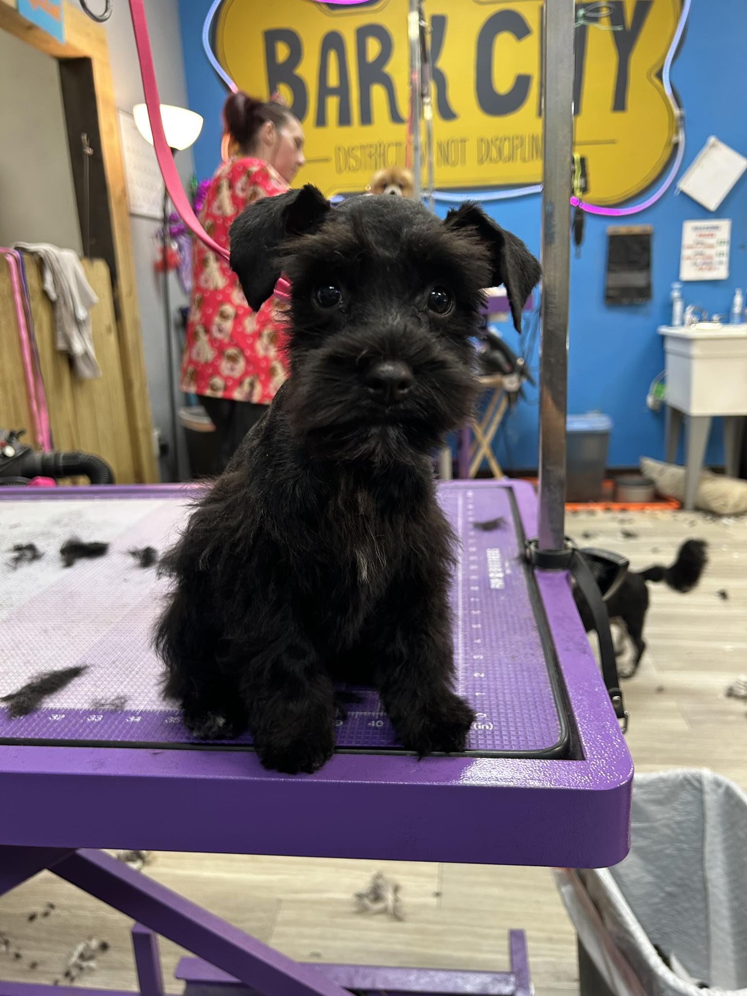 Bark City Baton Rouge