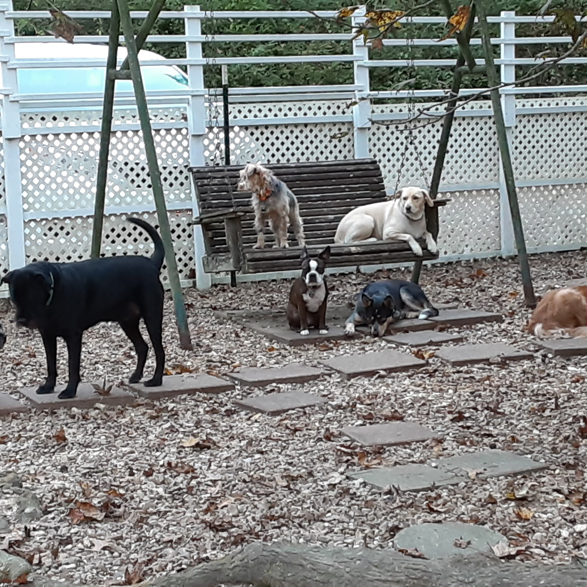 Mom & Pops Dog Boarding Baton Rouge