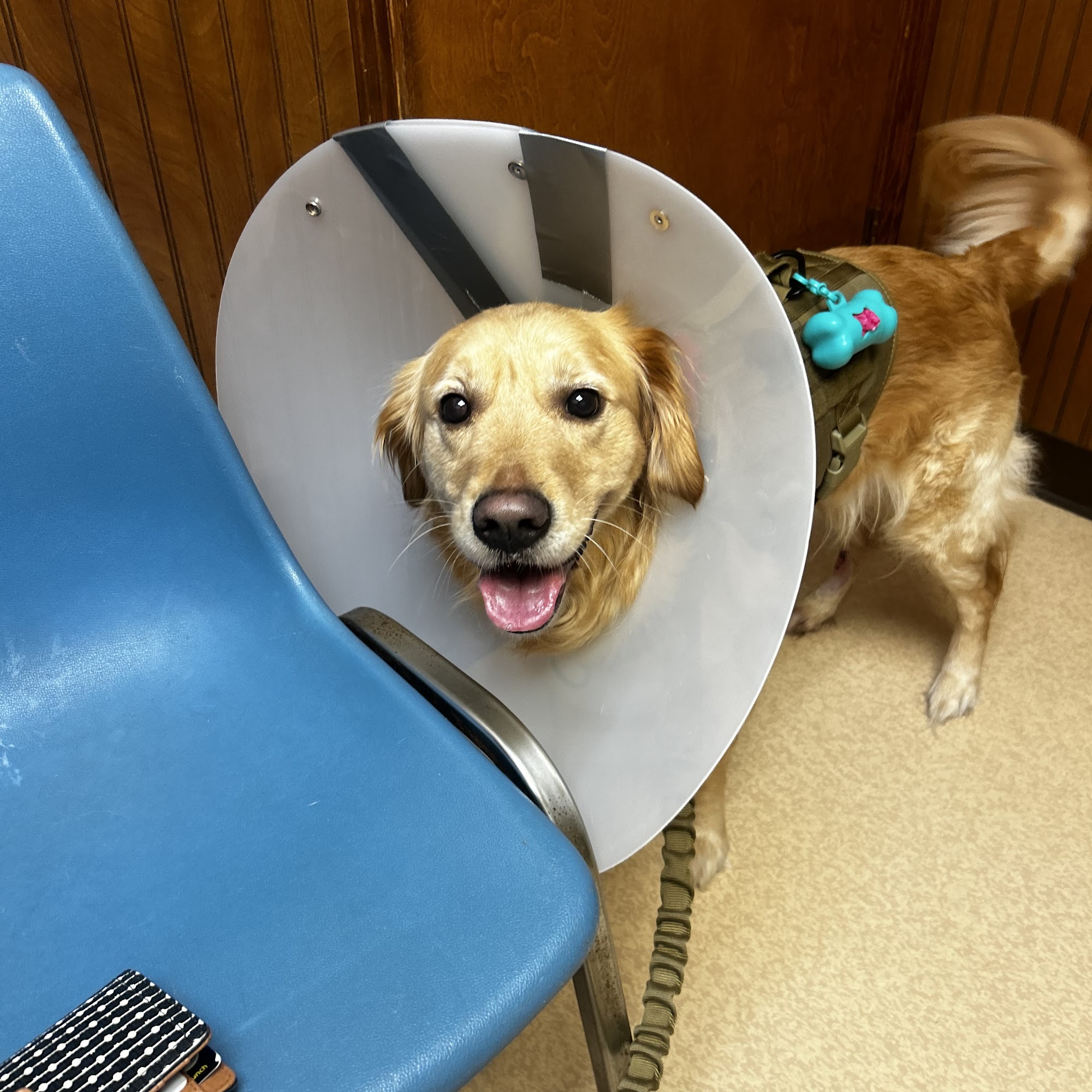 Belle Chasse Veterinary Clinic Belle Chasse