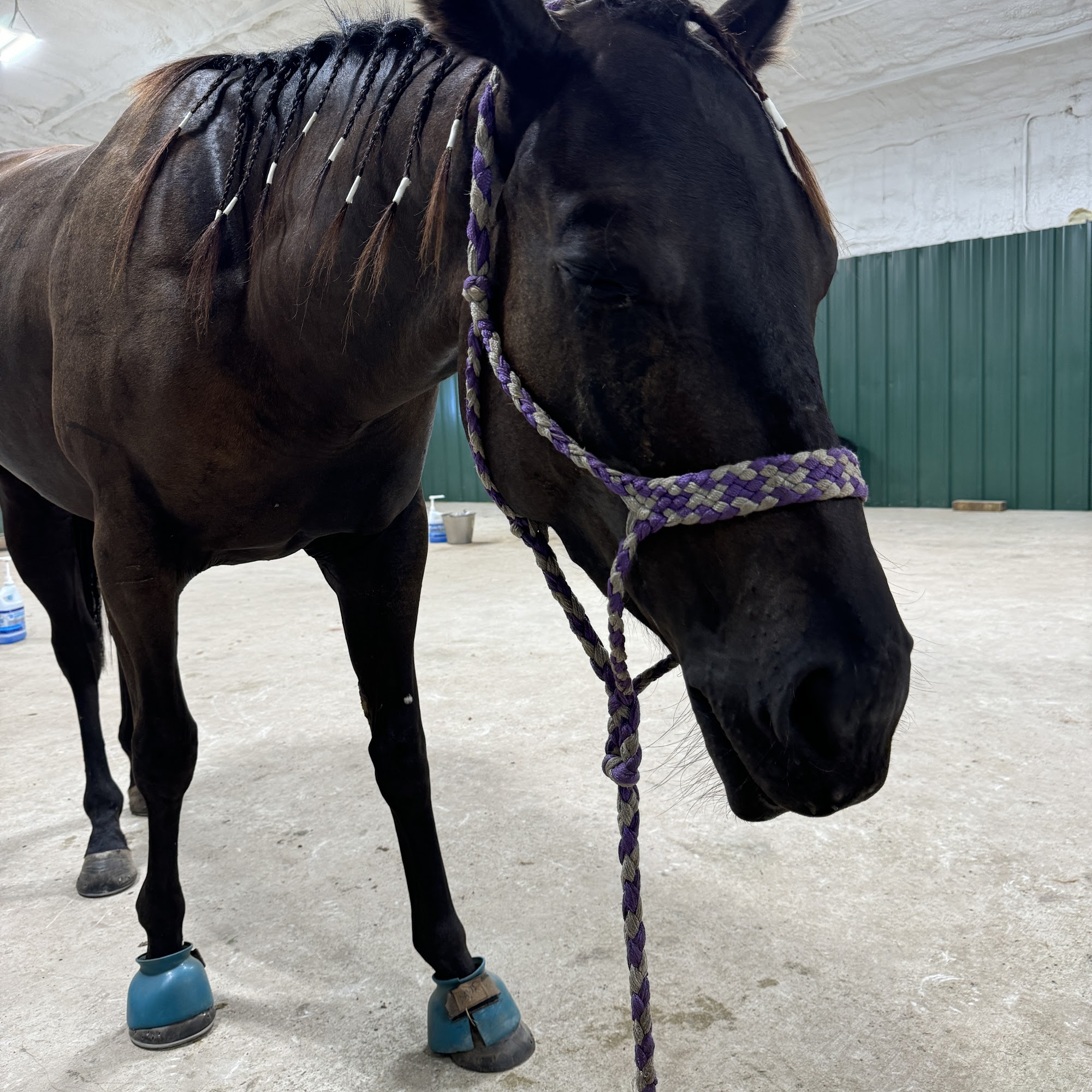 Red River Equine Hospital Benton