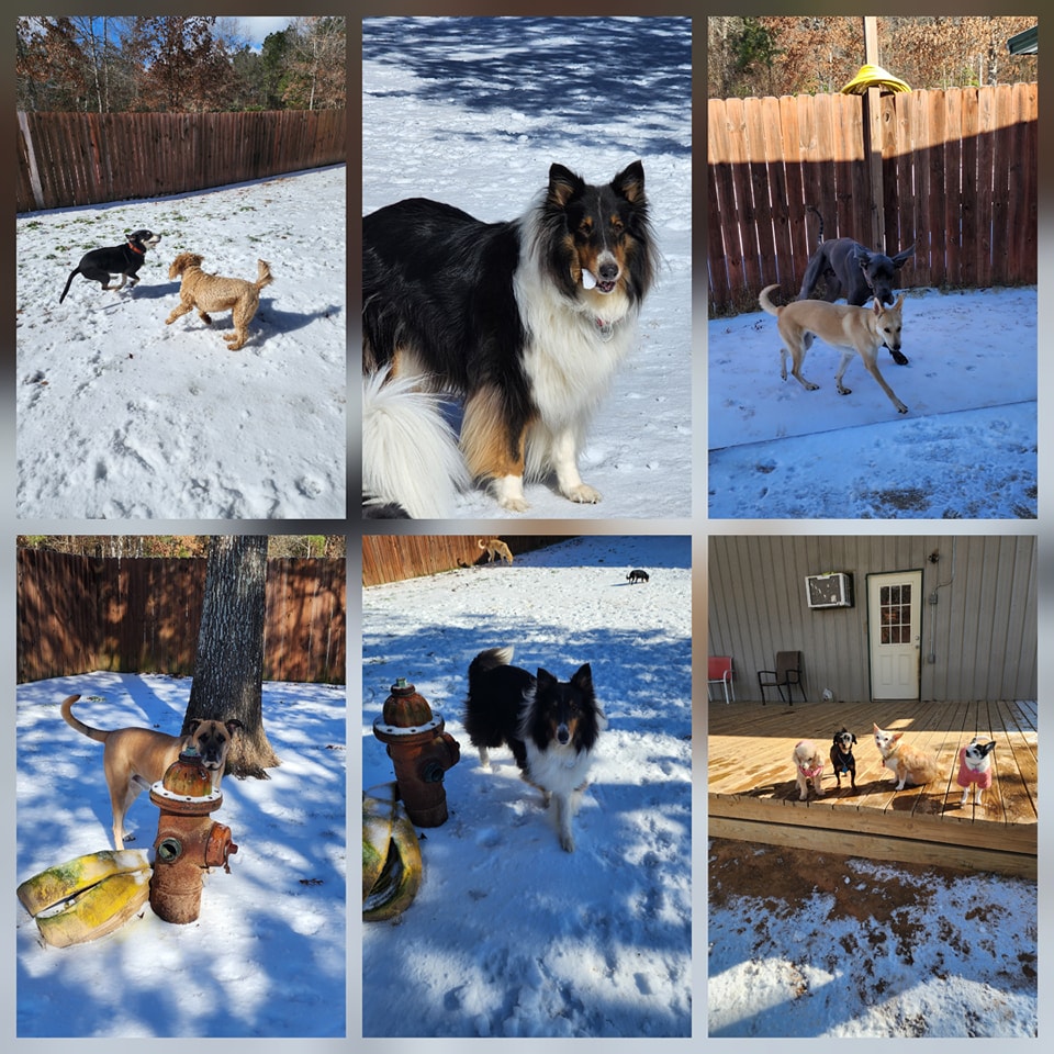 Camp Cypress Dog Retreat Benton