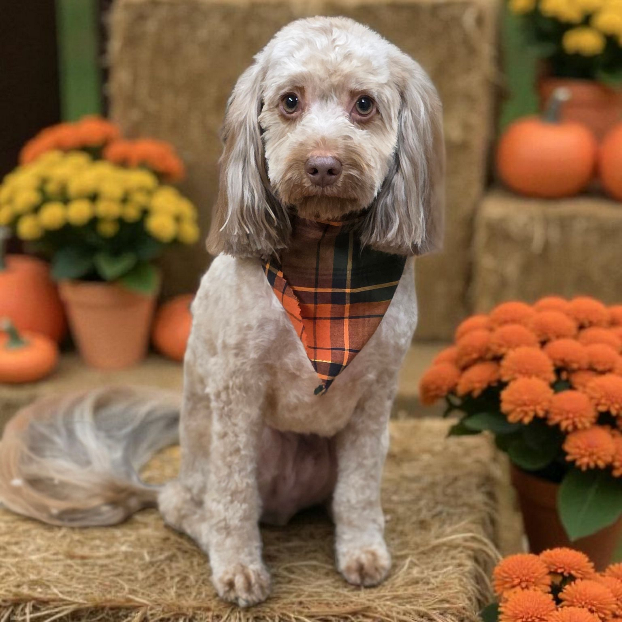Wags and Whiskers Grooming LLC