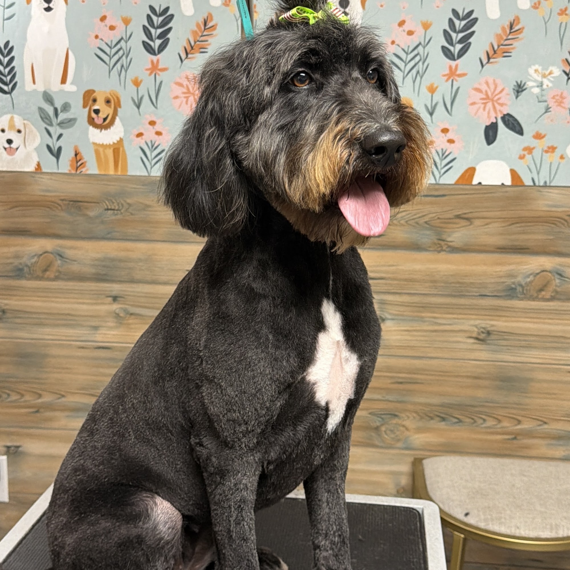 Bella’s Paw Spa LLC Bogalusa