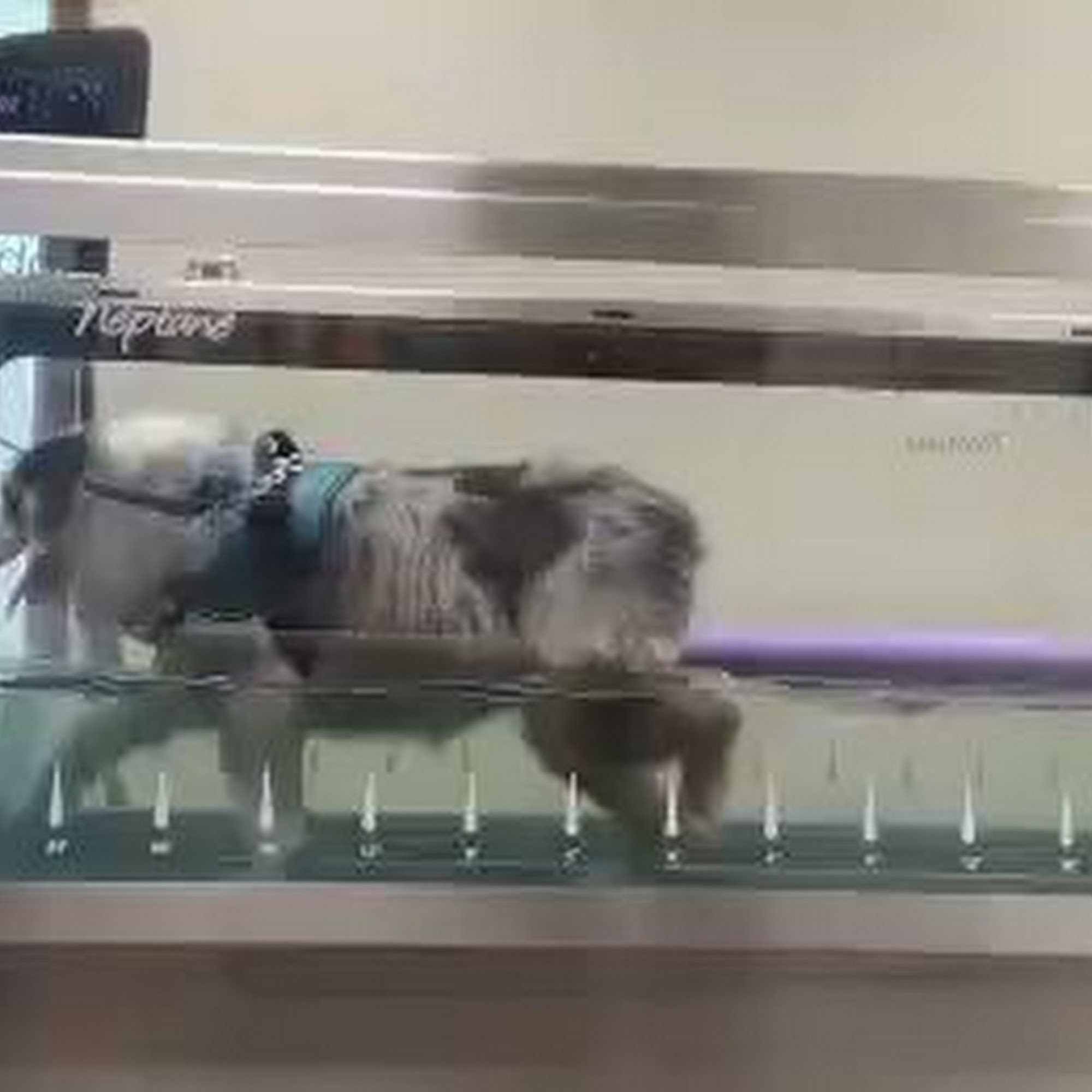 Airline Animal Health and Surgery Center LLC Bossier City