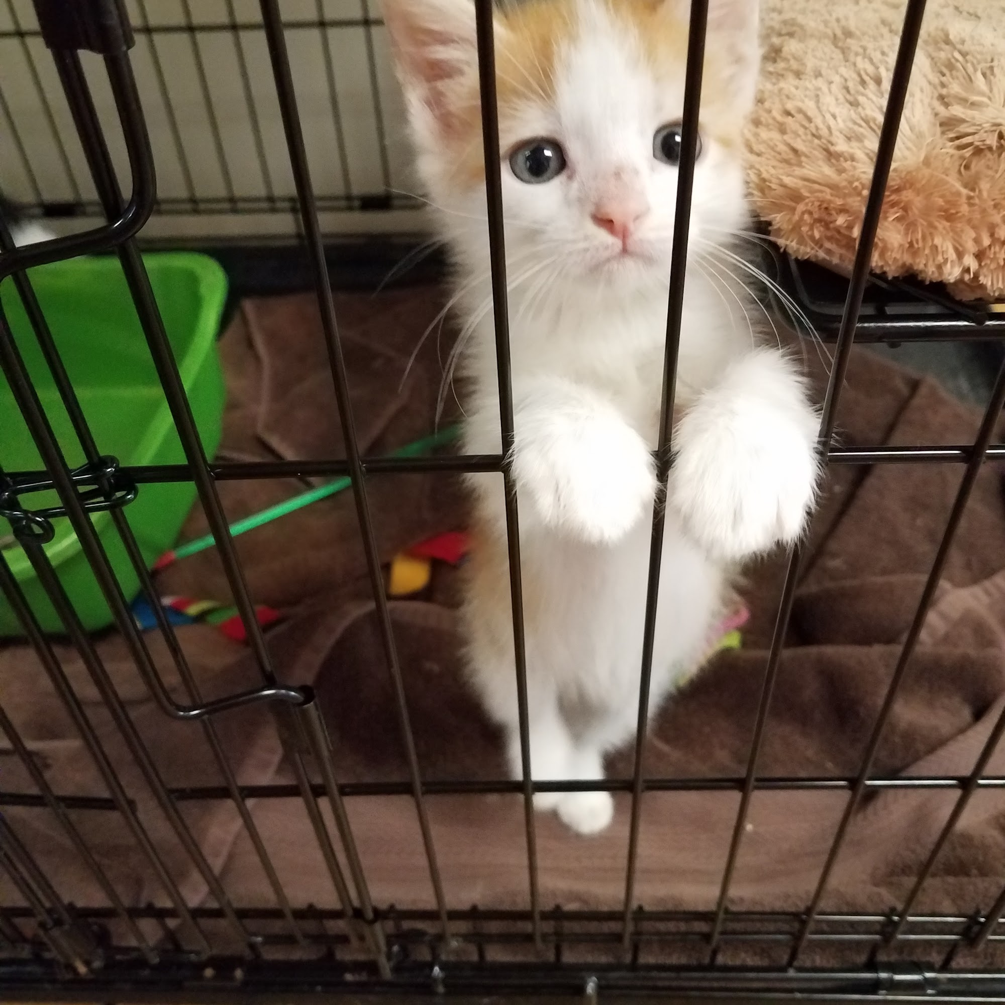 Bossier Animal Hospital Bossier City