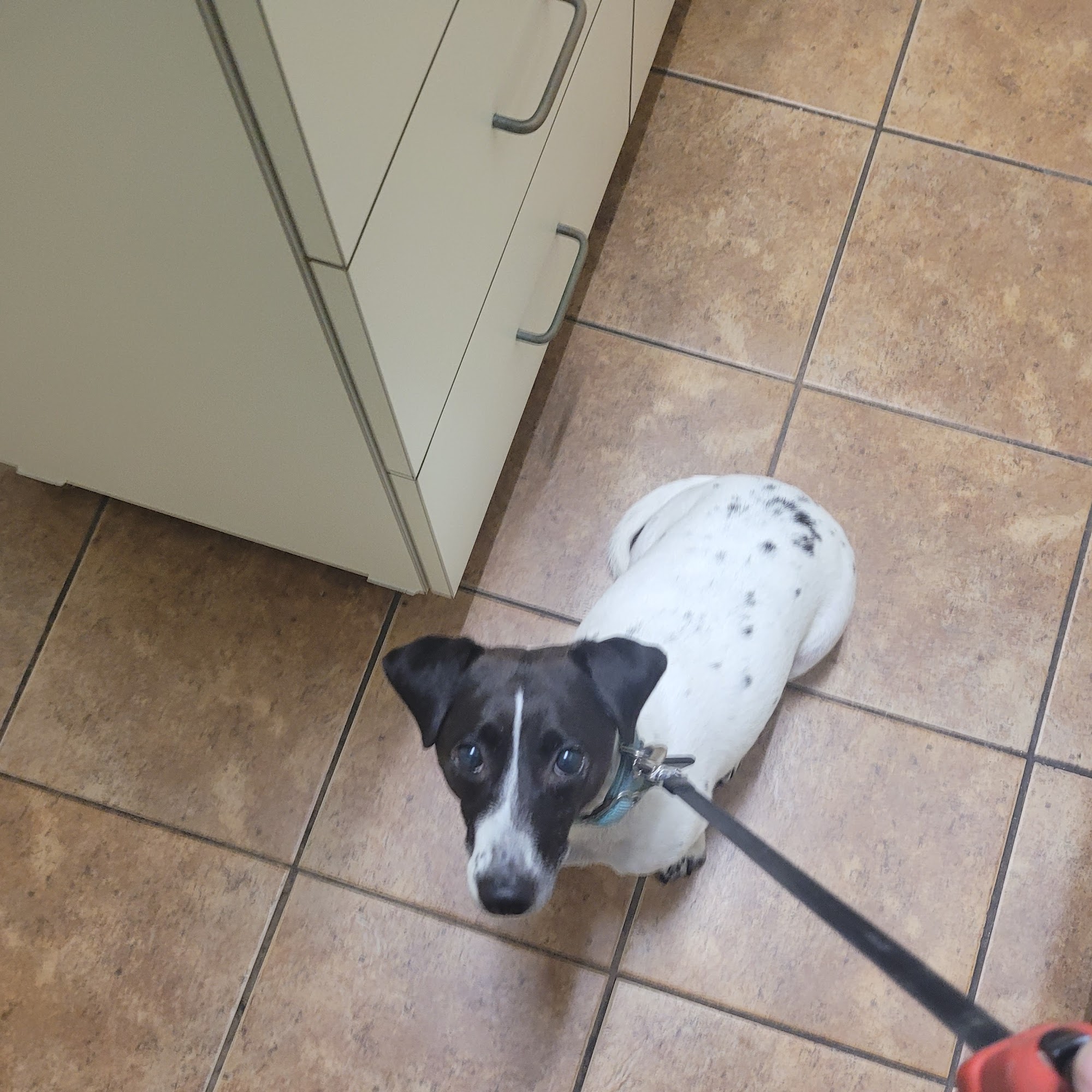 Snyder L L DVM Bossier City