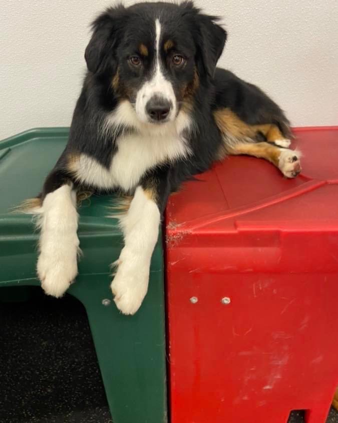 Three Happy Tails - Luxury Dog Day Care Boarding & Grooming Bossier City