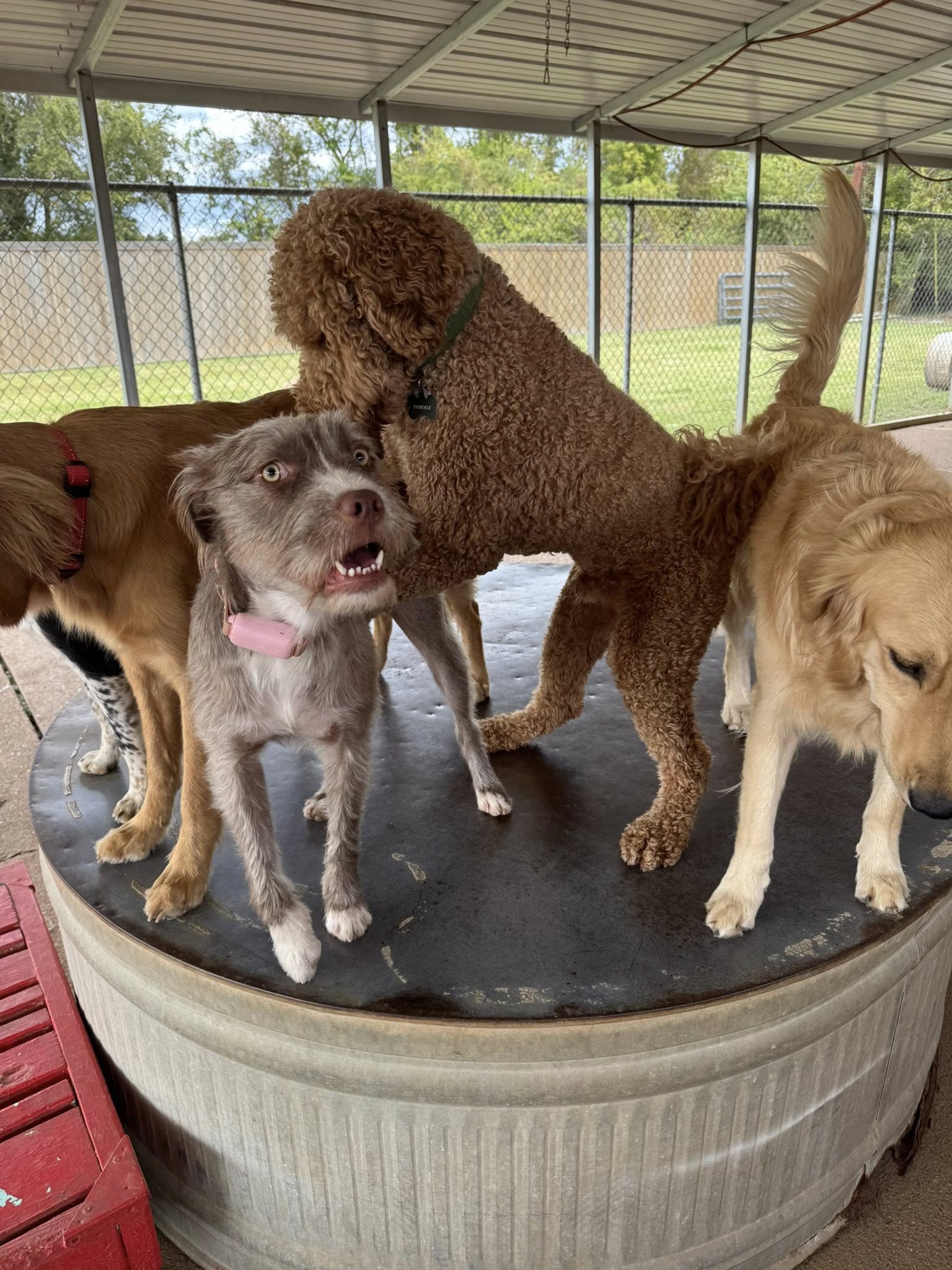 Red Rover Bossier City