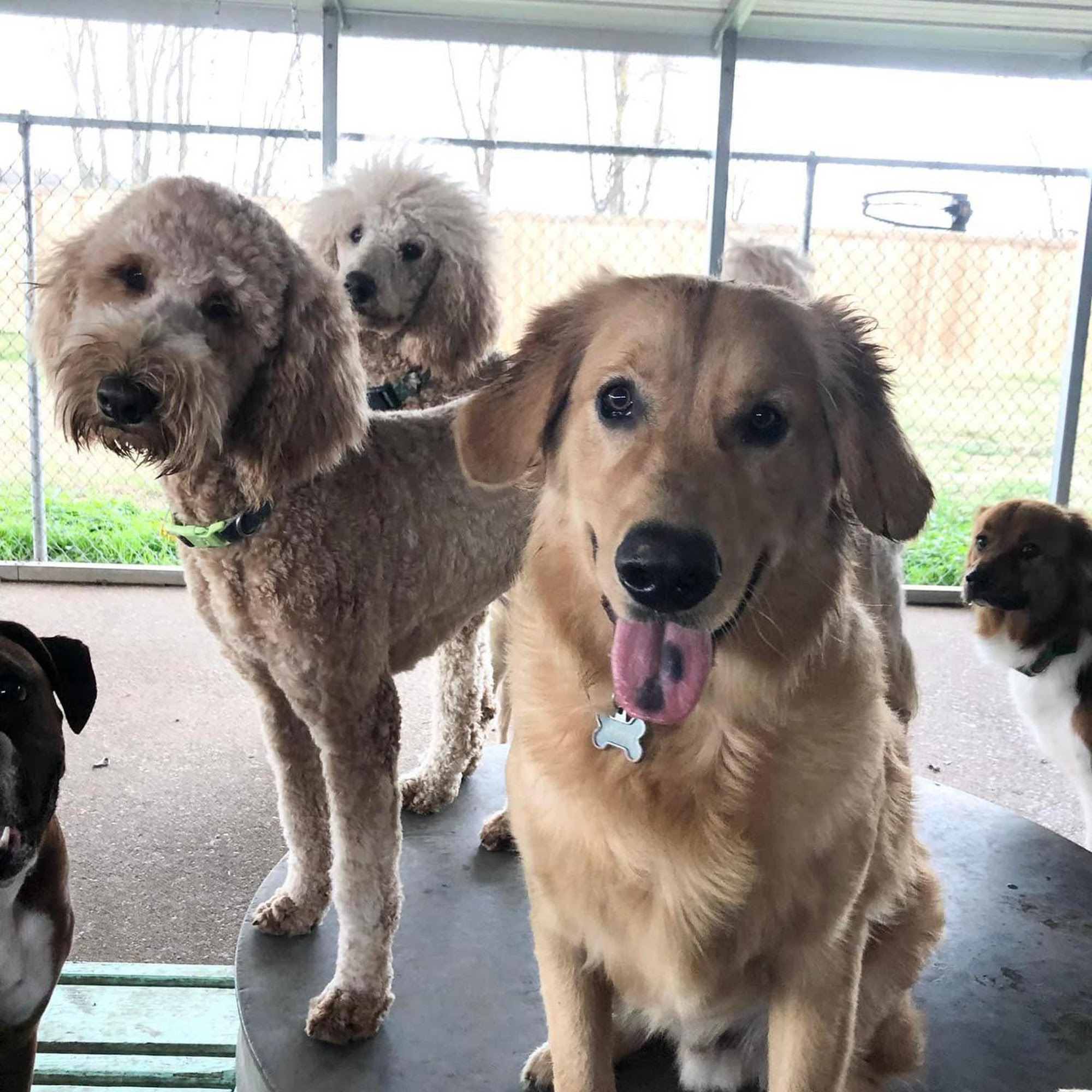 Red Rover Bossier City