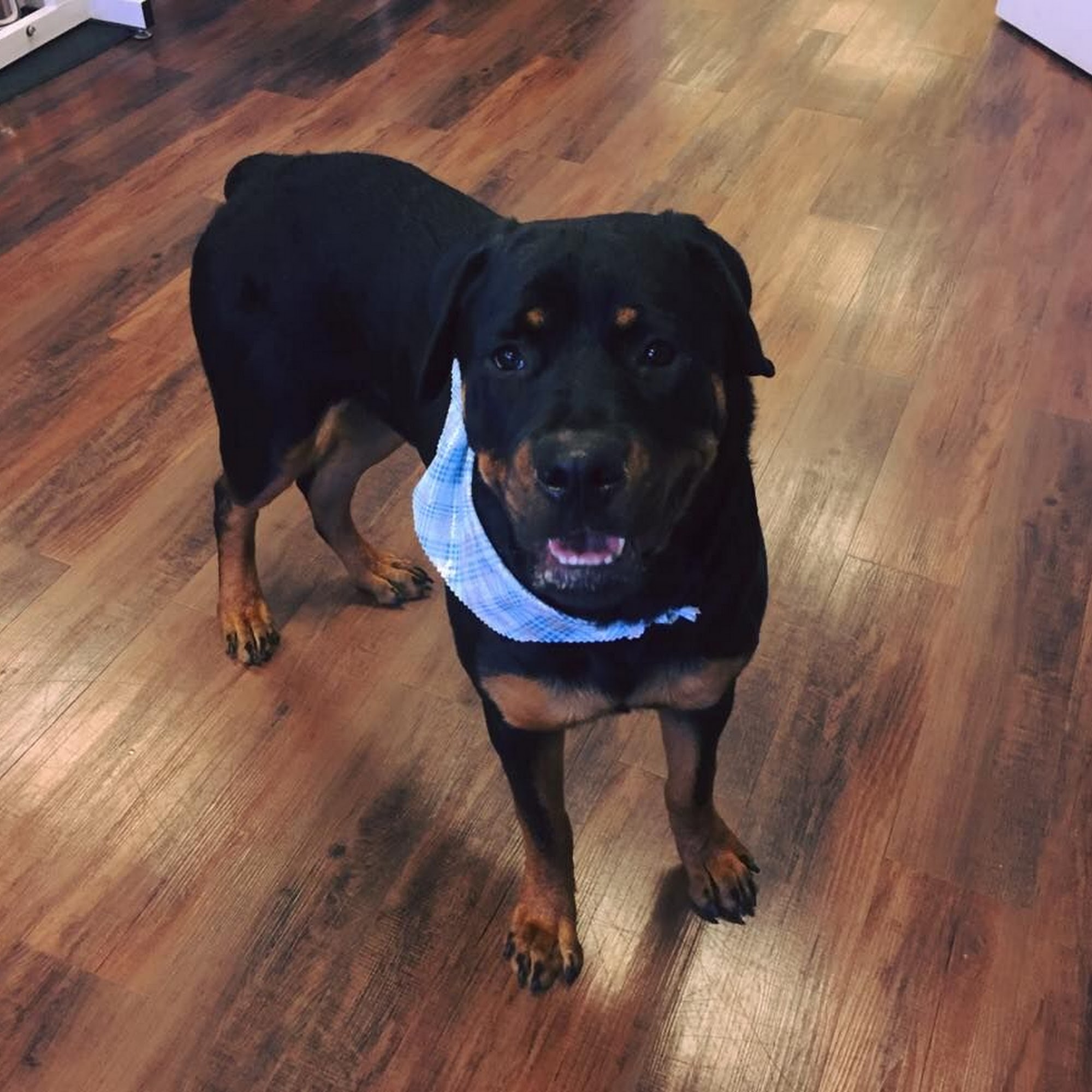 Amore Pet Care of LA Bossier City