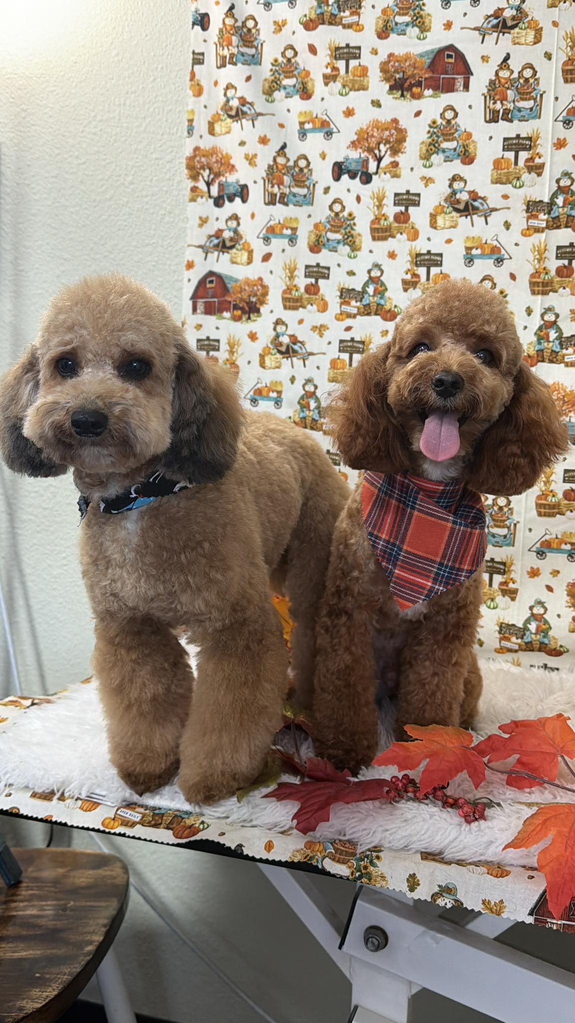 Amore Pet Care of LA Bossier City