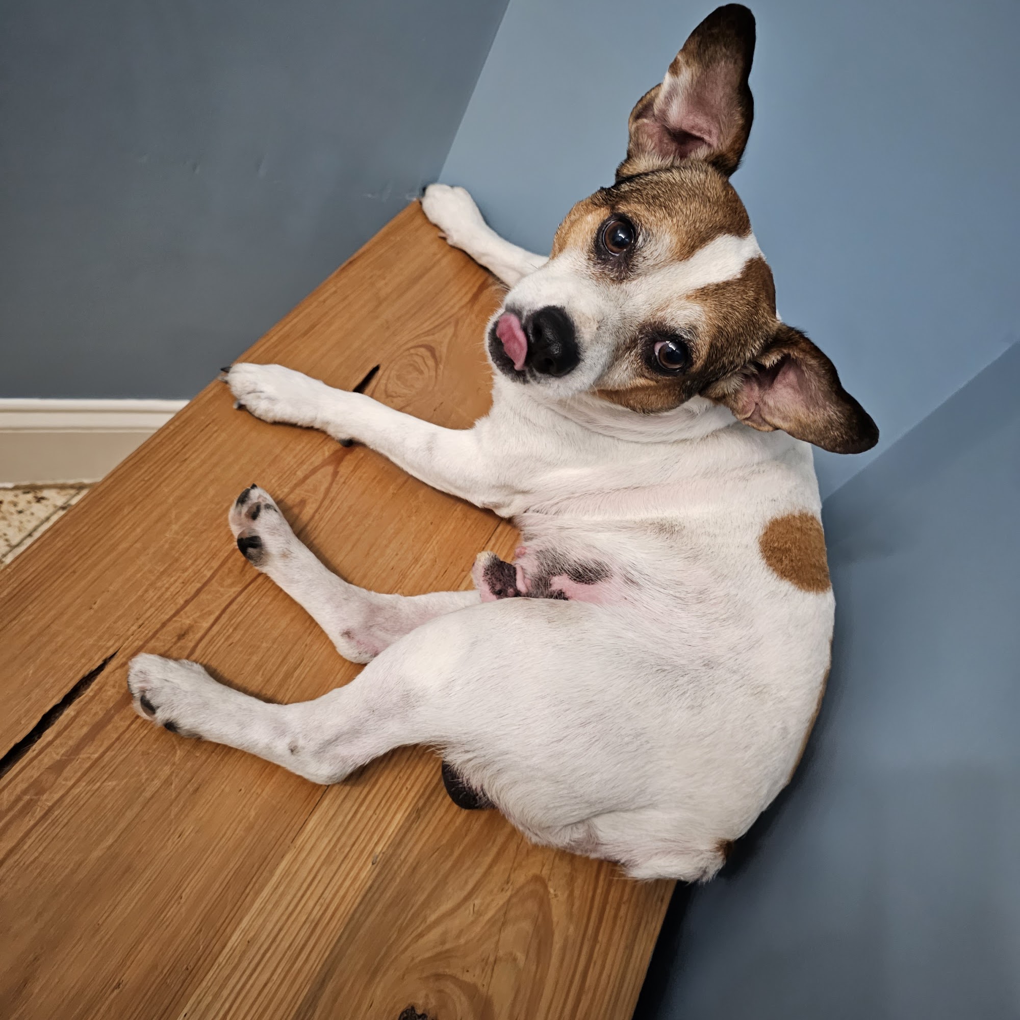 Delhomme Animal Clinic Breaux Bridge