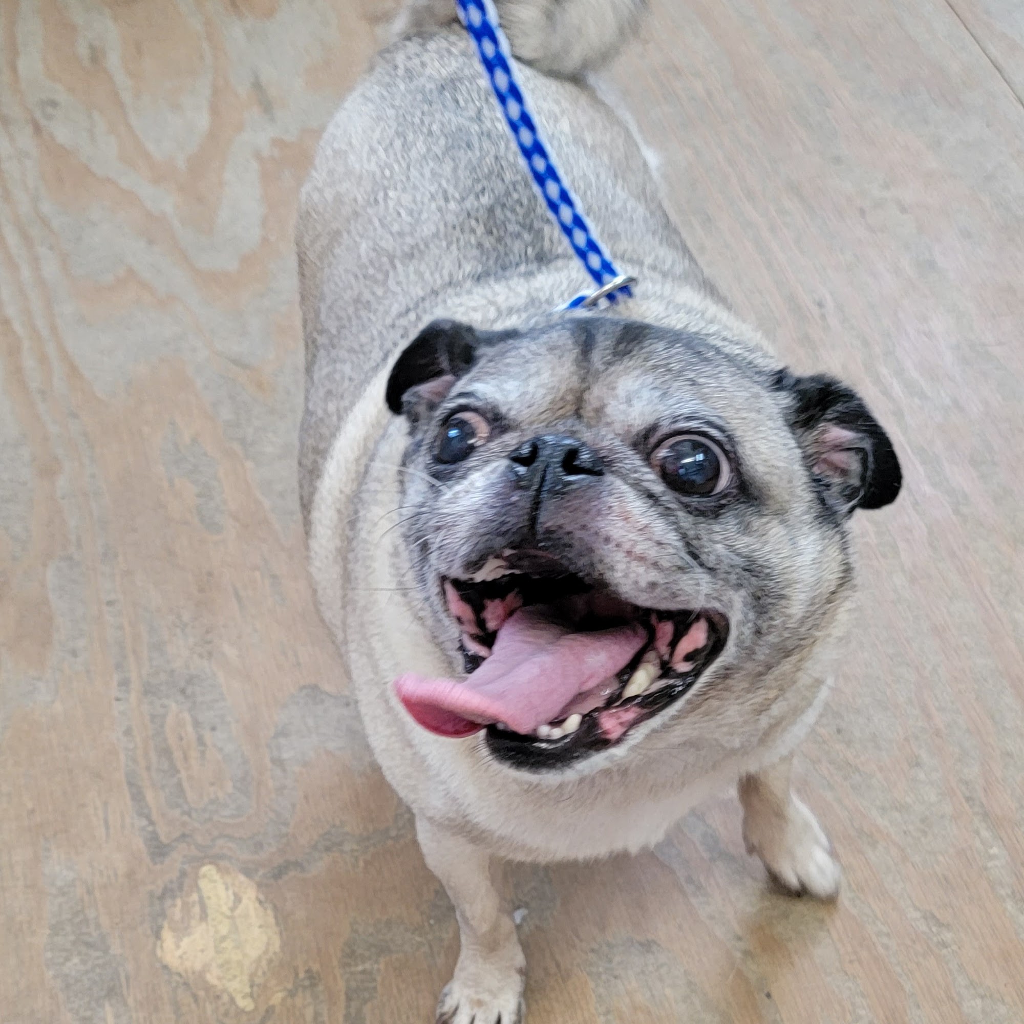 Evangeline Veterinary Clinic Broussard