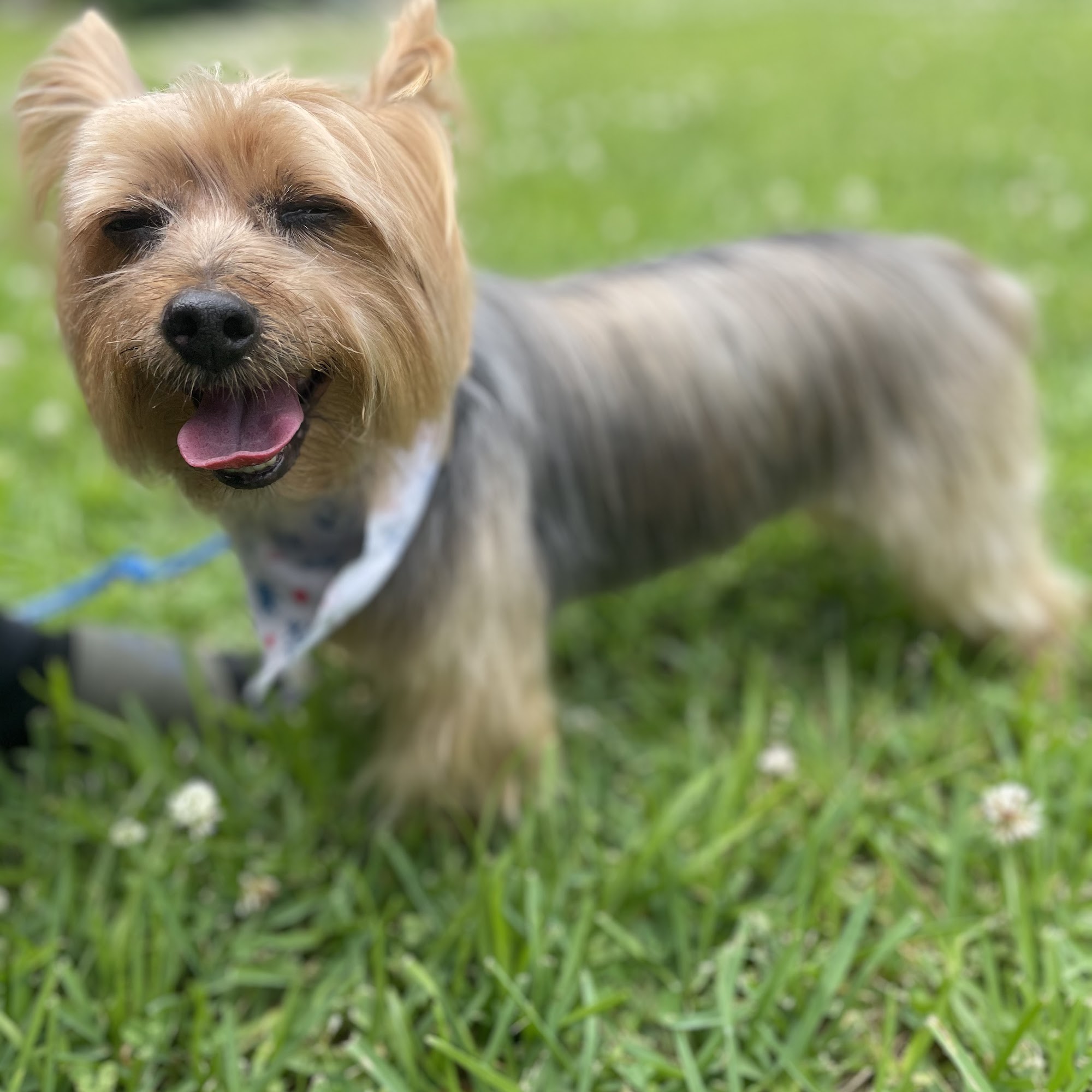 Blu Dog grooming Broussard