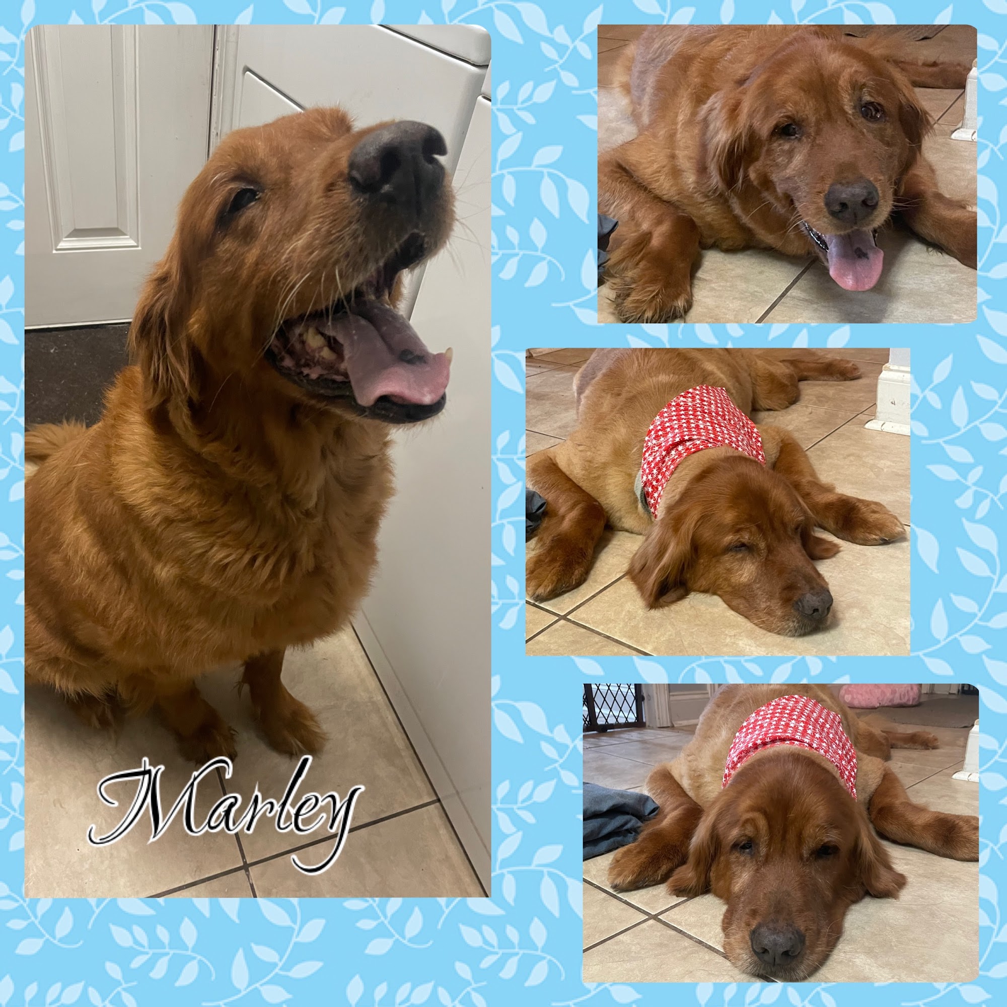 Blu Dog grooming Broussard