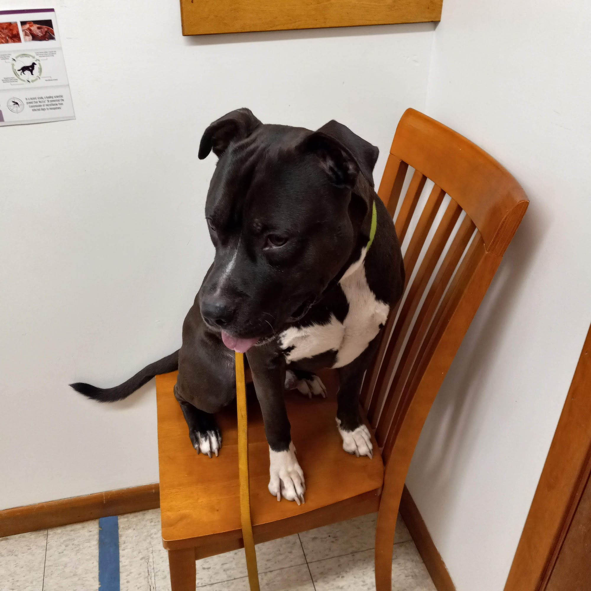 Carencro Veterinary Clinic Carencro