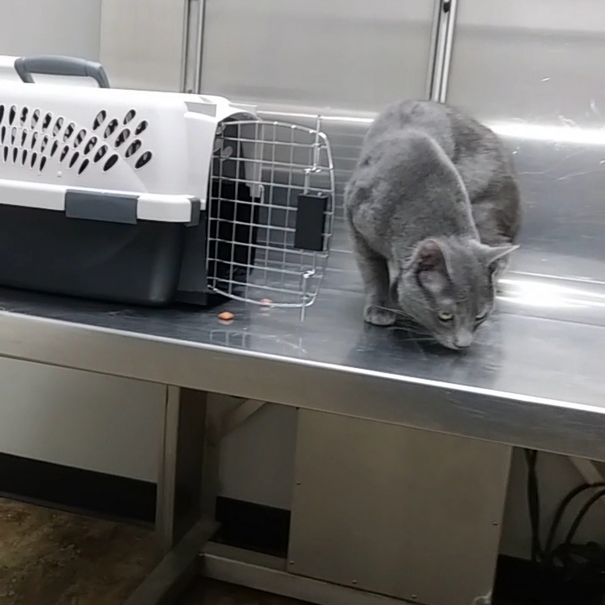 St Bernard Veterinary Hospital Chalmette