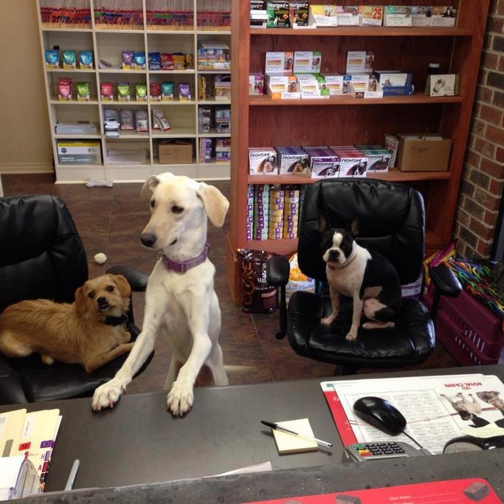 Pet Care Center Chalmette Chalmette