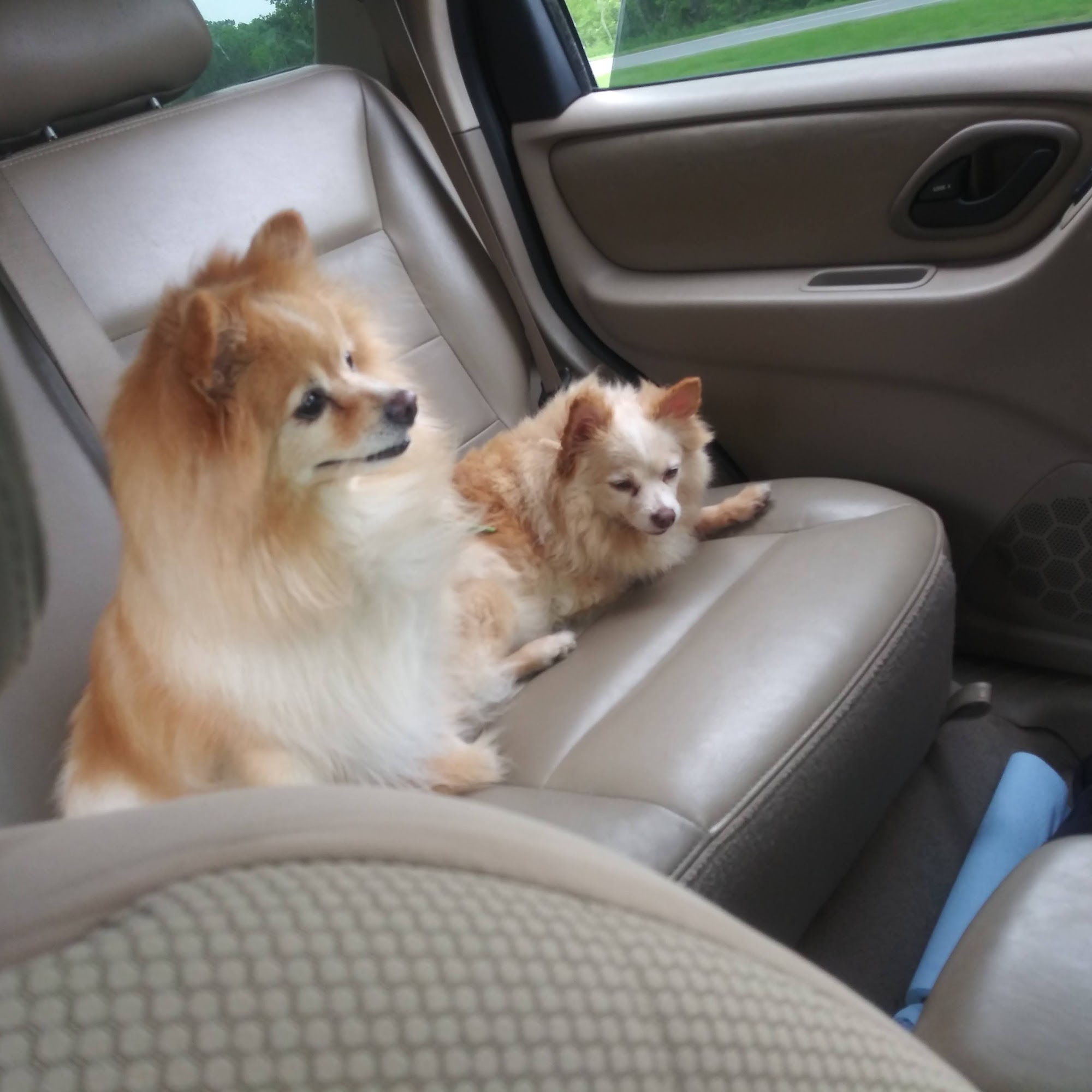 Paris Road Animal Hospital Chalmette