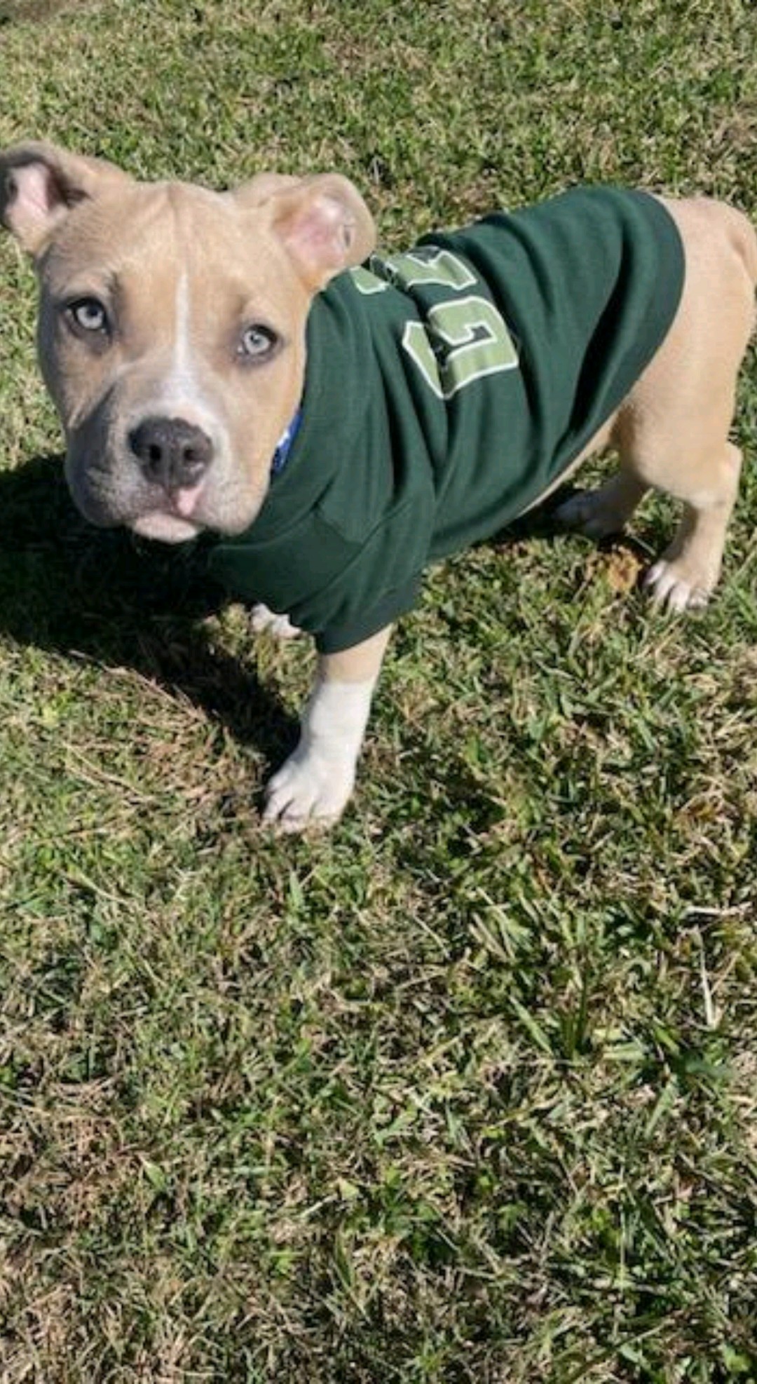 Clinton Animal Hospital Clinton