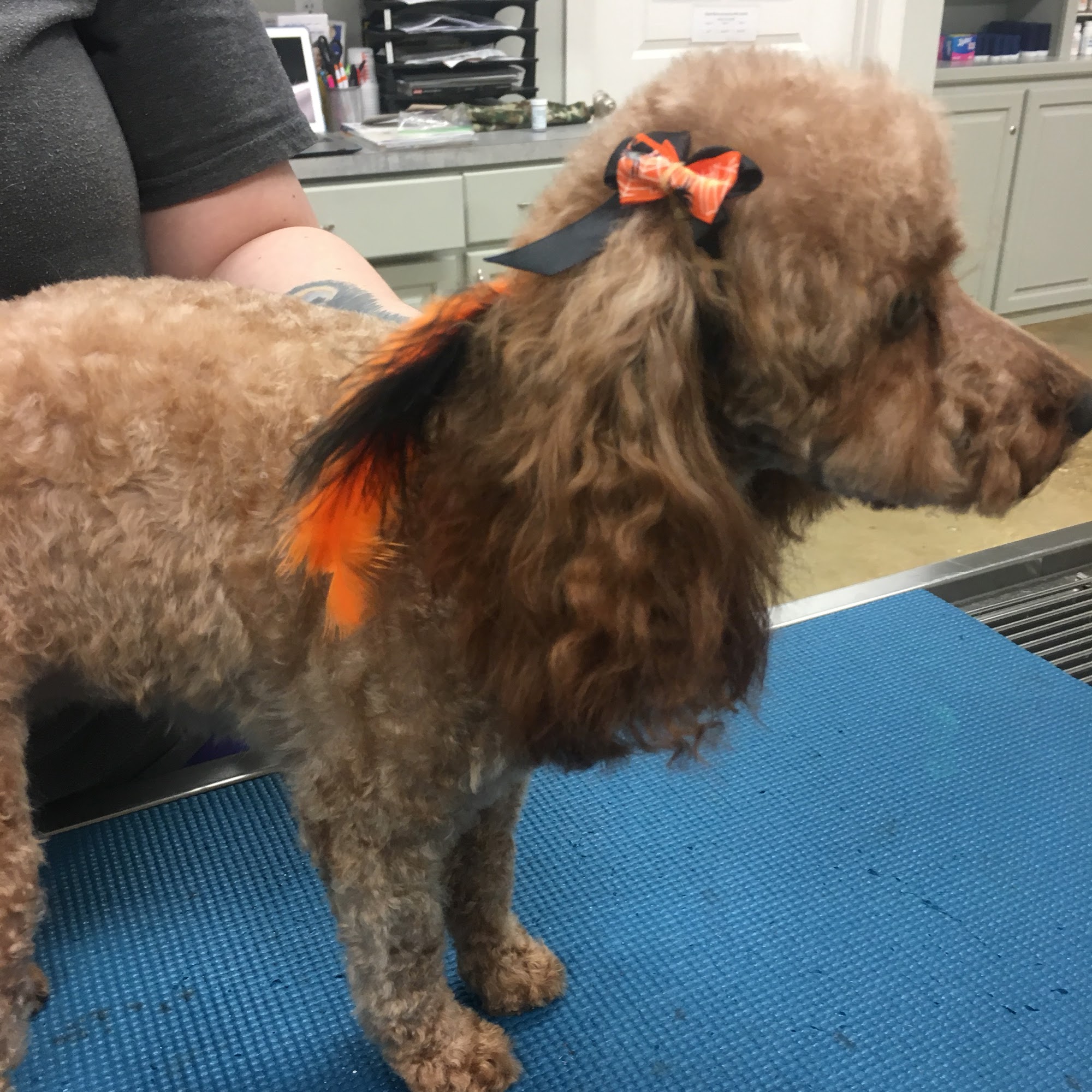 Three Rivers Animal Hospital Covington