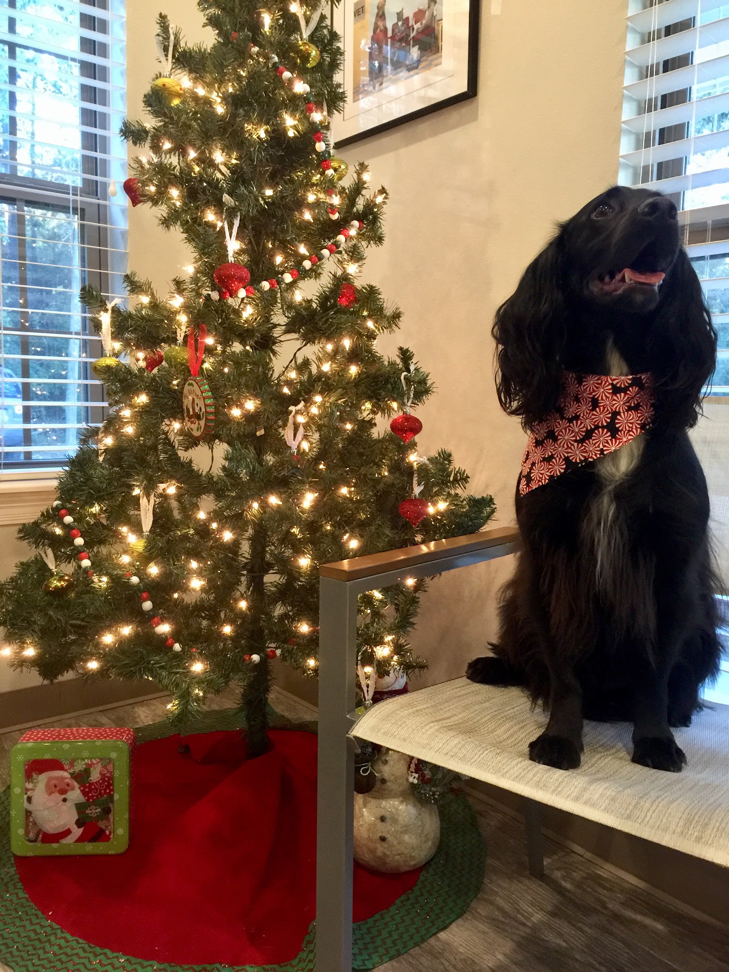 Three Rivers Animal Hospital Covington