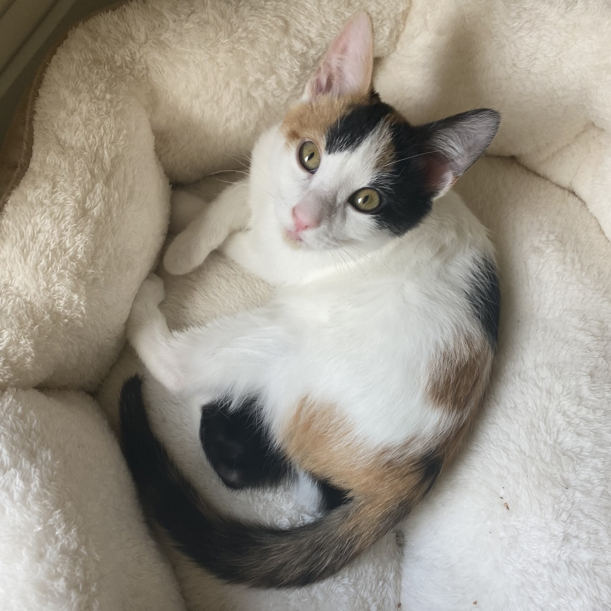 Animal Medical Center Covington