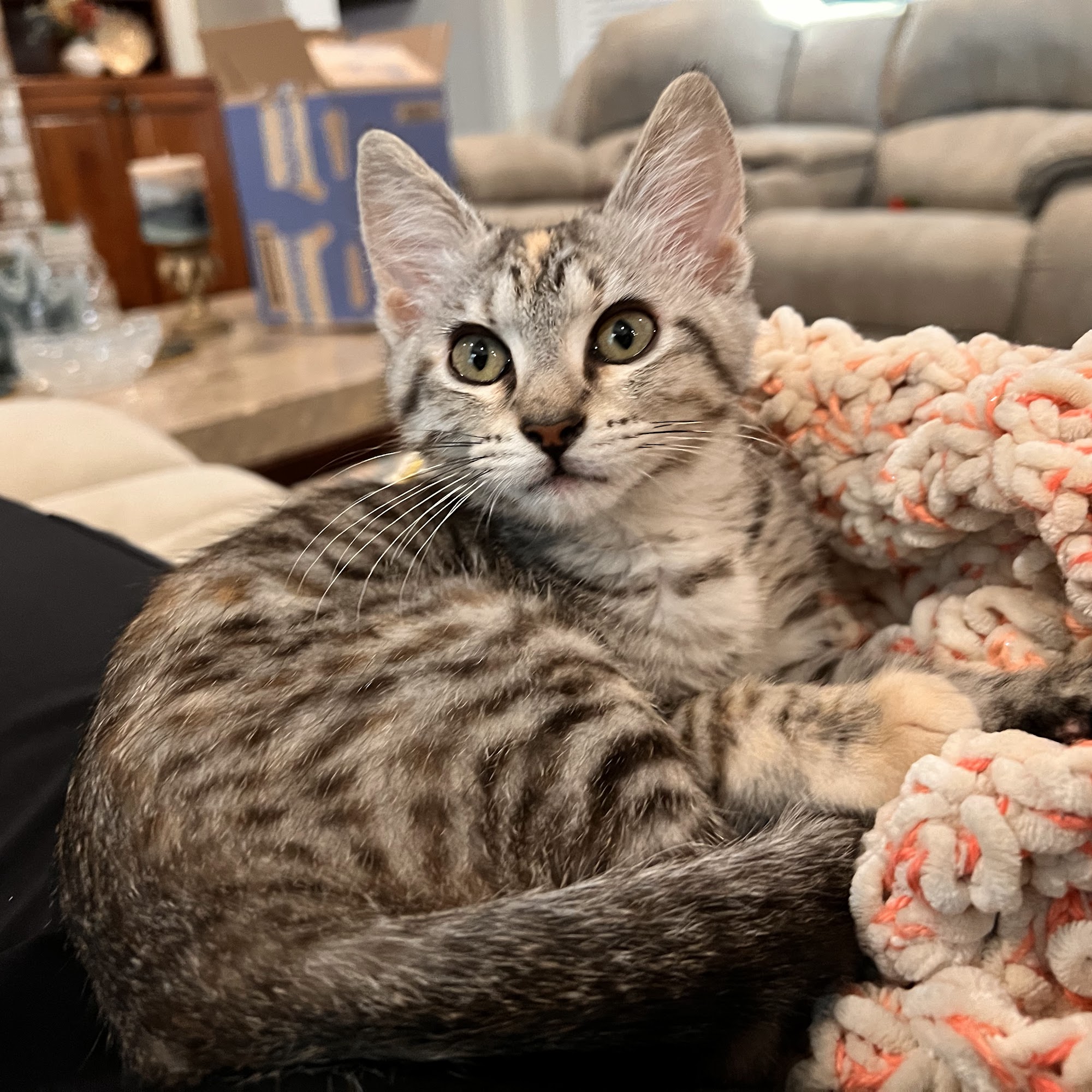 Claiborne Hill Veterinary Hospital Covington