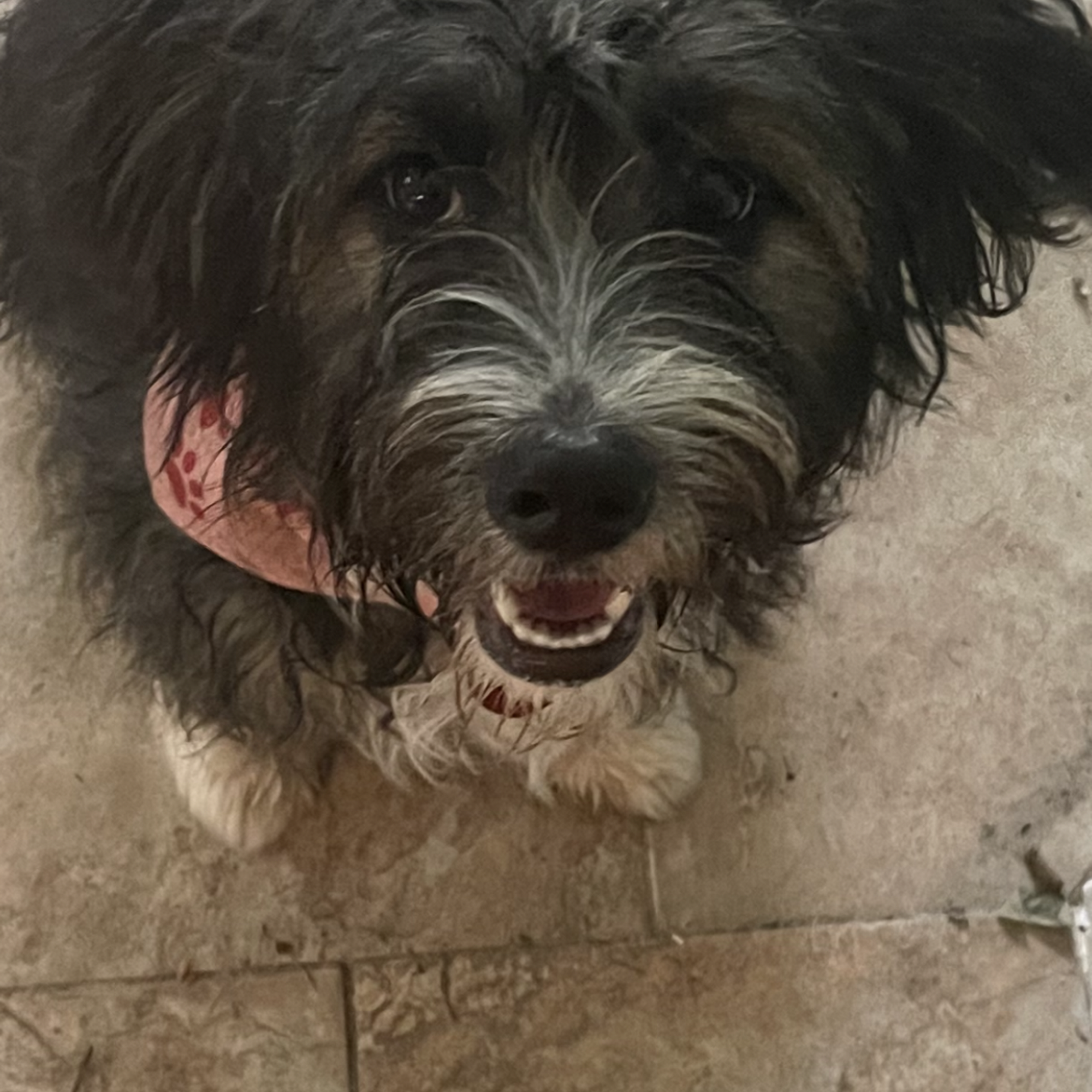 Hillside Veterinary Clinic Covington