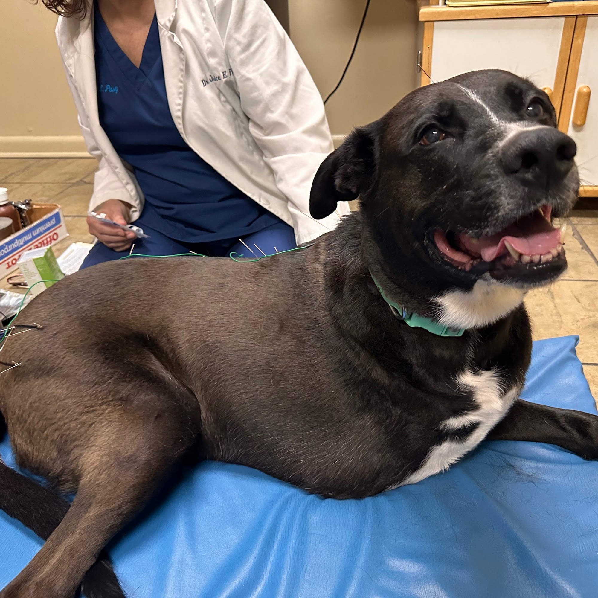 Veterinary Holistic Healing, LLC Covington